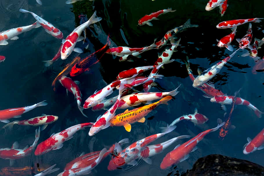 Swimming 桌布 壁紙 — 色彩鮮豔的錦鯉帶有紅色、白色和橙色圖案，在深藍色的池塘水中優雅地游動。