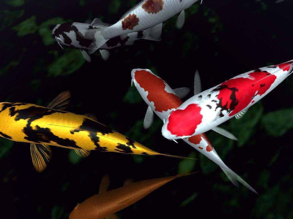 Koi Fish 桌布 壁紙 — 色彩鮮豔的錦鯉帶有紅色、黃色和黑色圖案，在茂密綠葉環繞的深色水中優雅地滑行。