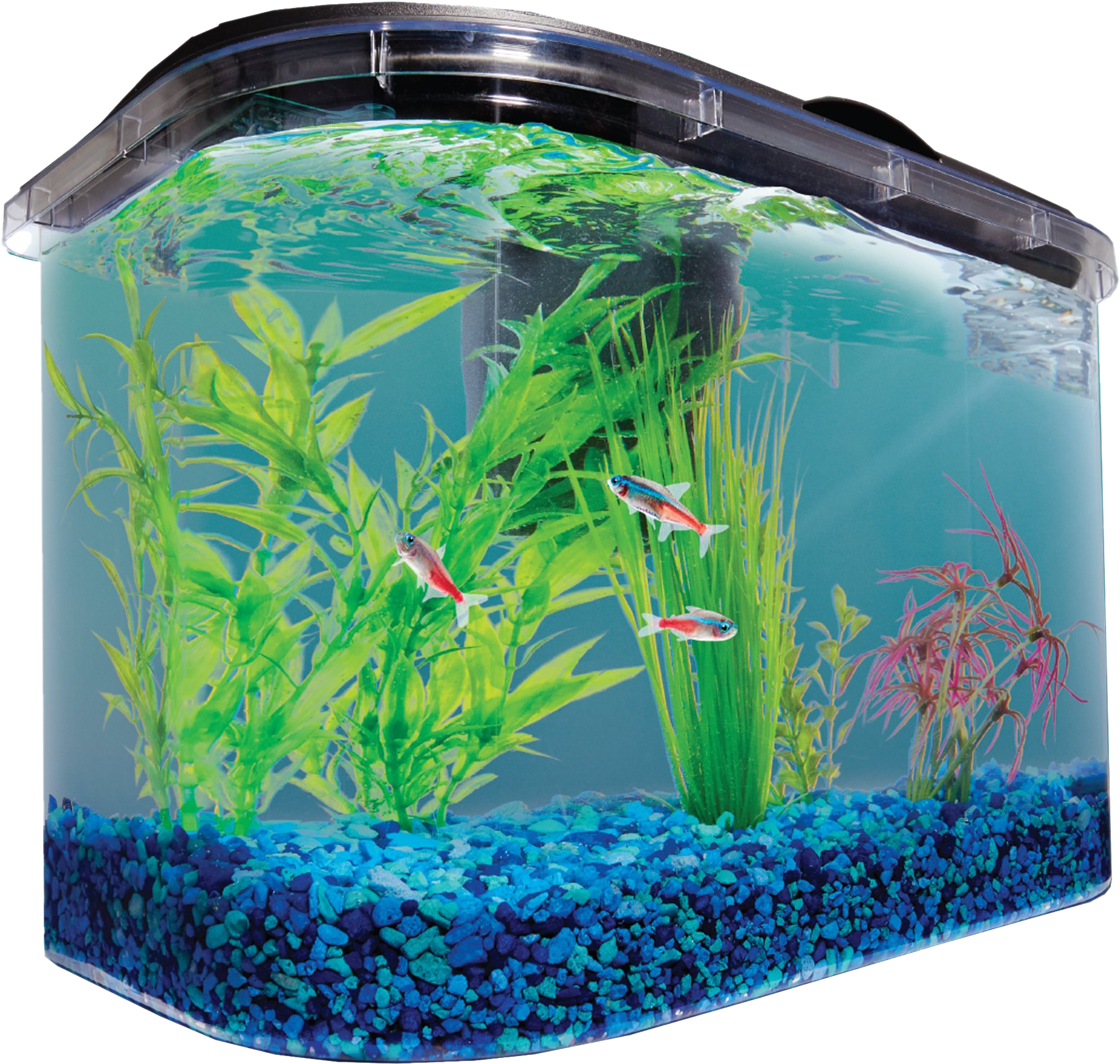 水族箱 桌布 壁紙 — 色彩鮮豔的霓虹燈魚在清澈的水族箱中，在茂密的綠色和粉紅色植物間優雅地游動，水族箱底部有藍色礫石。