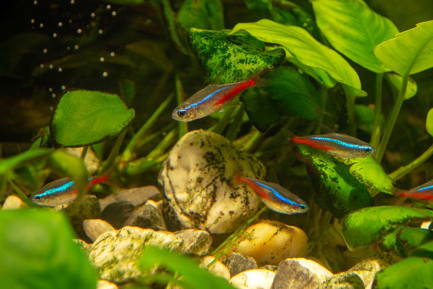 Best Fish 桌布 壁紙 — 色彩鮮豔的霓虹燈魚在清澈的淡水水族箱中，優雅地穿梭於茂密的綠色水生植物和長滿苔蘚的岩石之間。