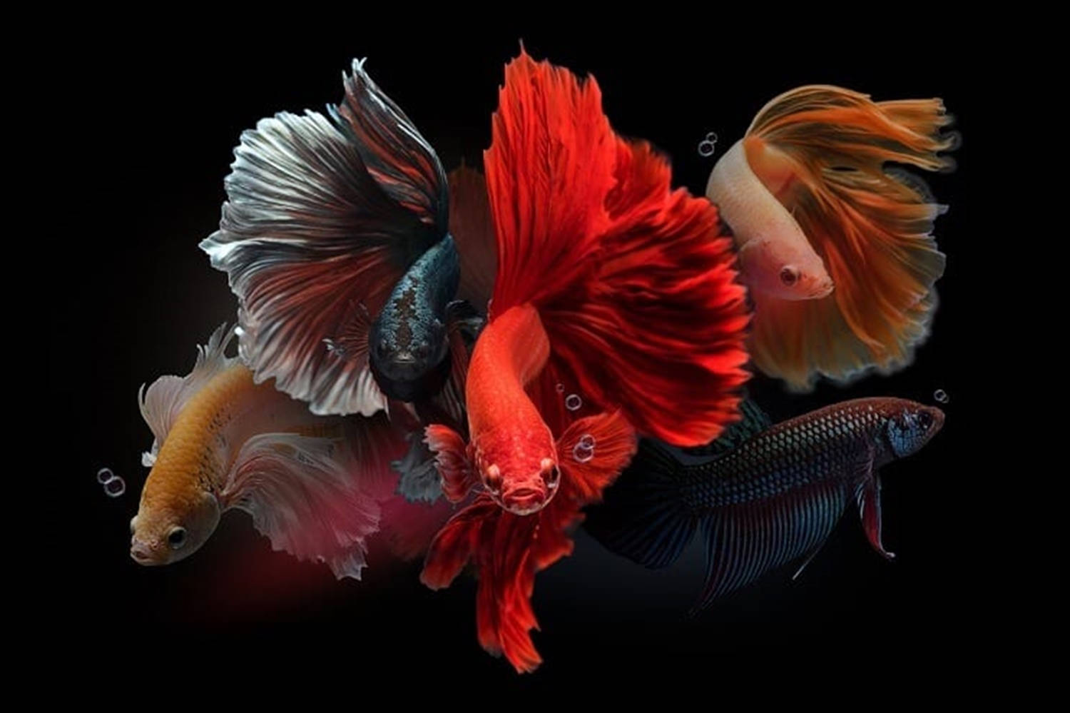 Betta Fish 桌布 壁紙 — 色彩鮮豔的鬥魚，魚鰭飄逸，在純黑背景下動態游動，周圍漂浮著氣泡。