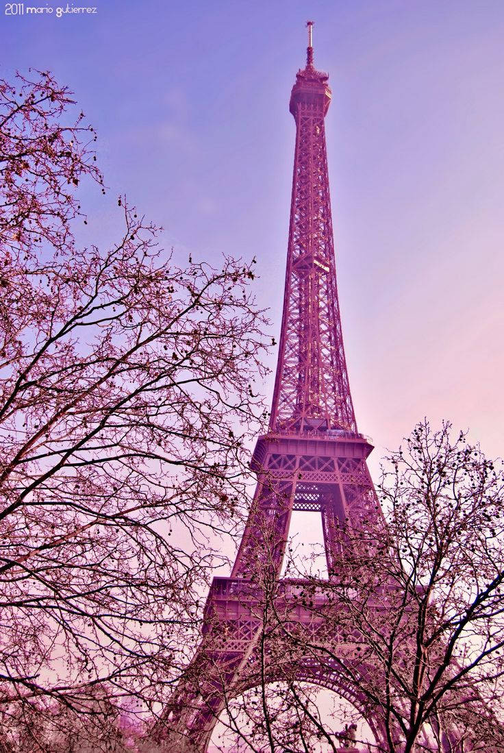 Eiffel Tower 桌布 壁紙 — 艾菲爾鐵塔在柔和的粉紅與紫色暮色天空襯托下高聳入雲，周圍是光禿的樹枝。