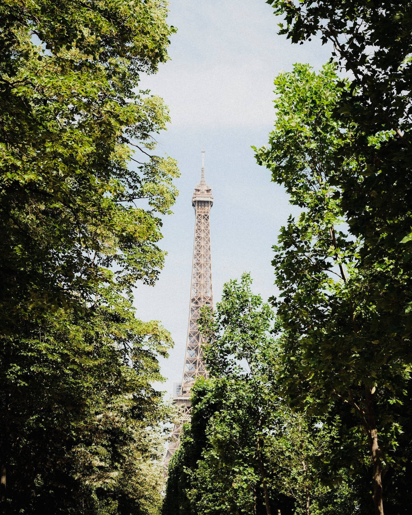 france iPhone 桌布 壁紙 — 艾菲爾鐵塔在柔和的藍天下，穿過茂密綠樹的樹冠，雄偉地聳立。