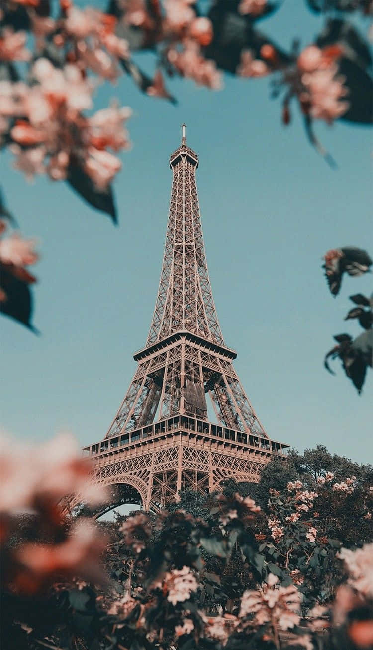 Eiffel Tower 桌布 壁紙 — 艾菲爾鐵塔被柔和的粉紅色櫻花環繞，襯托著清澈的藍天。