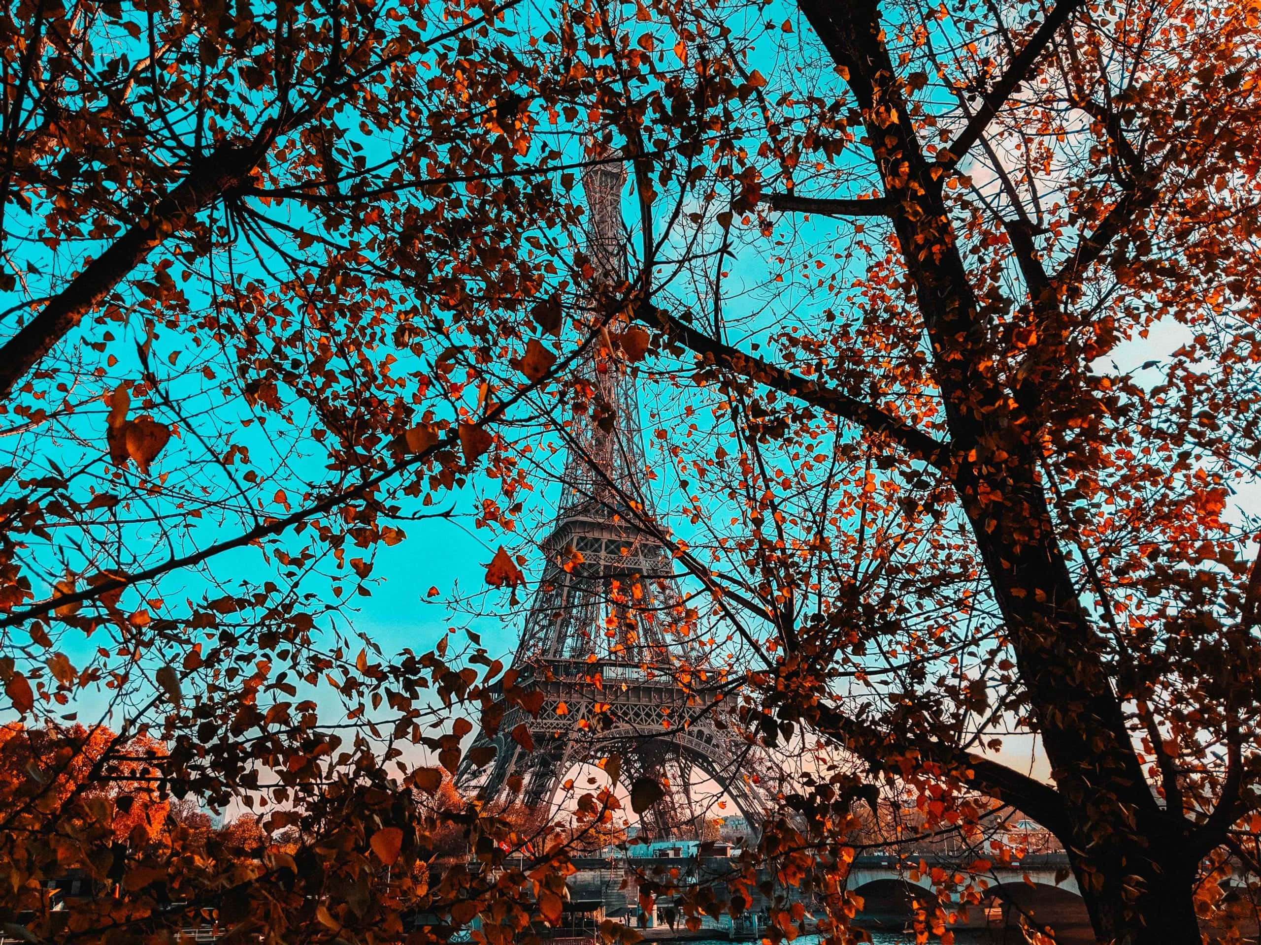 Eiffel Tower 桌布 壁紙 — 艾菲爾鐵塔被秋葉環繞，襯著充滿活力的綠松色天空。