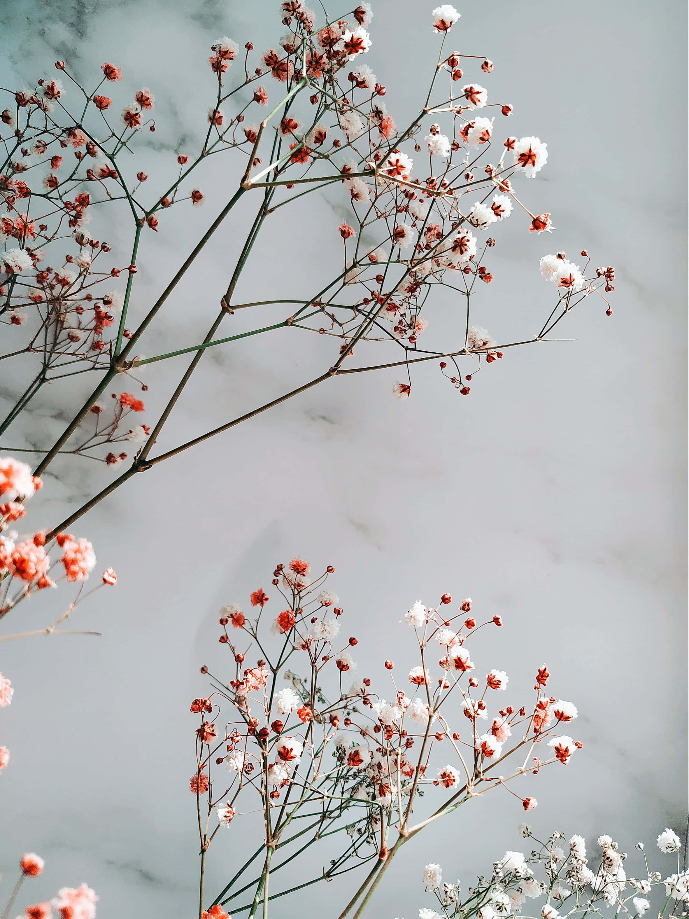 花卉背景 壁紙