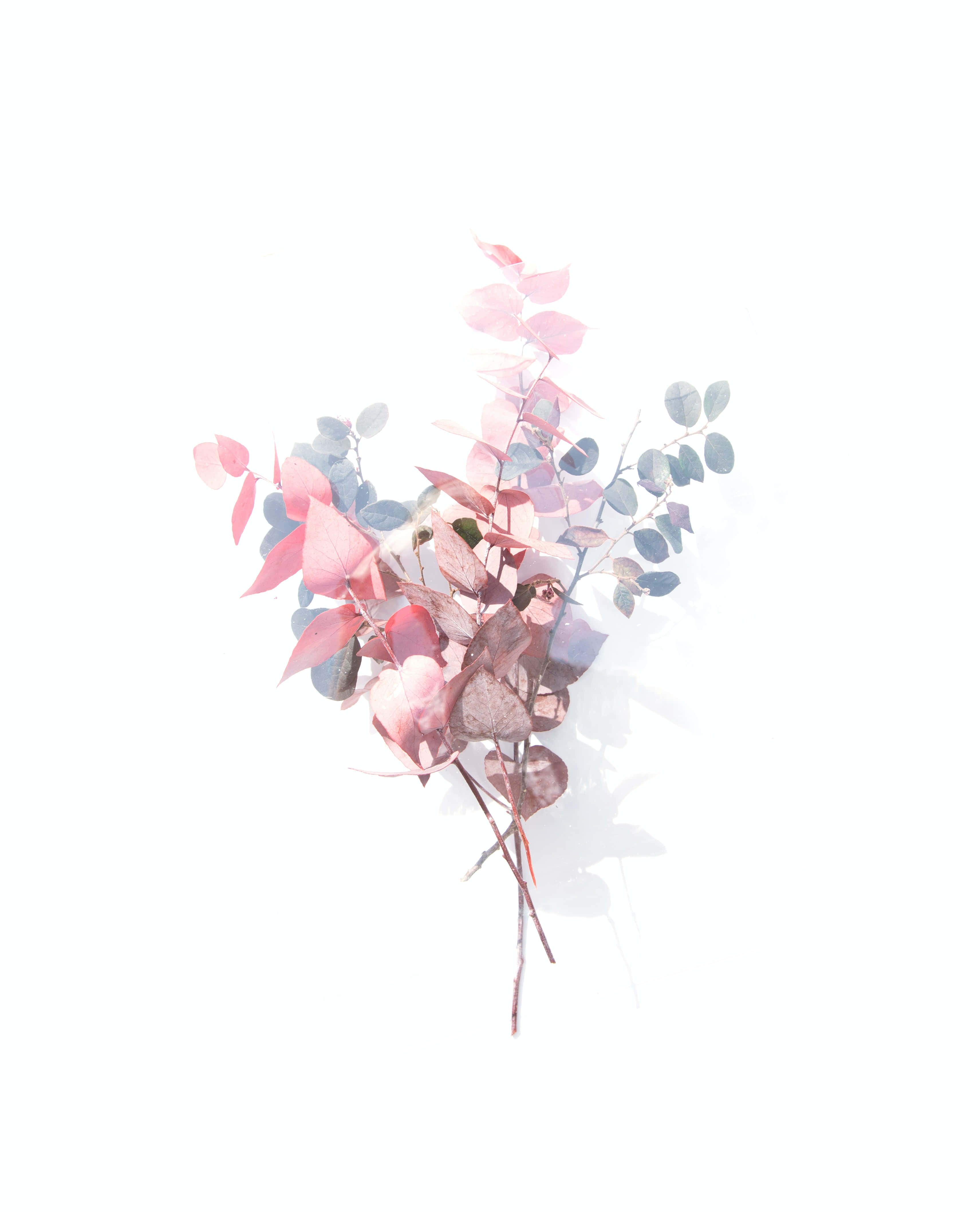 花卉背景 壁紙