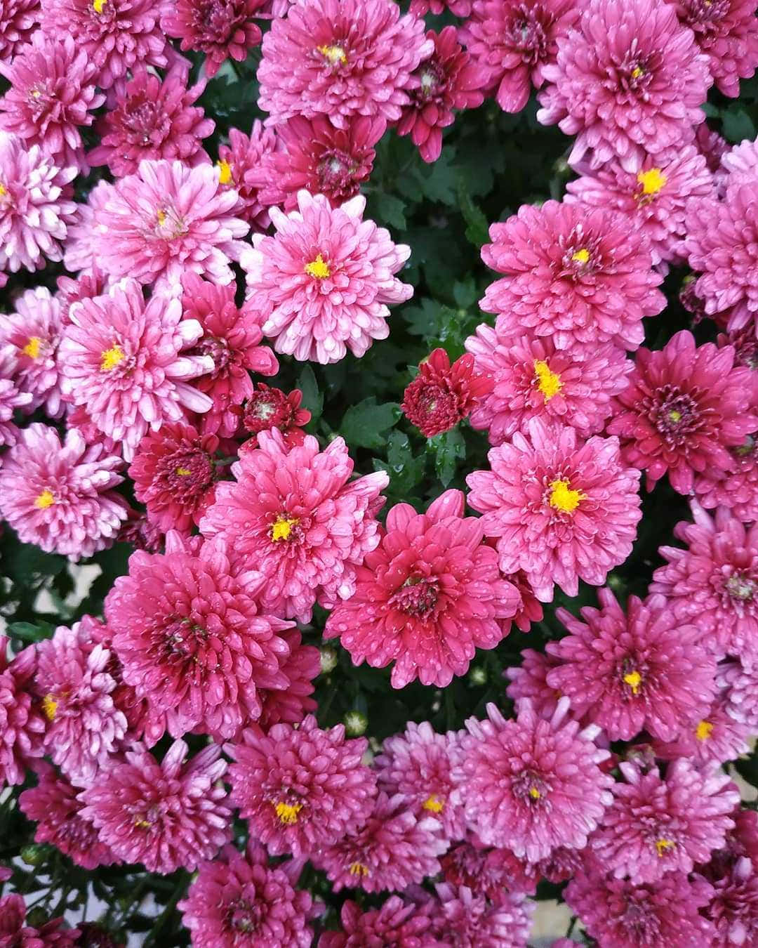 花園中盛開的菊花 壁紙