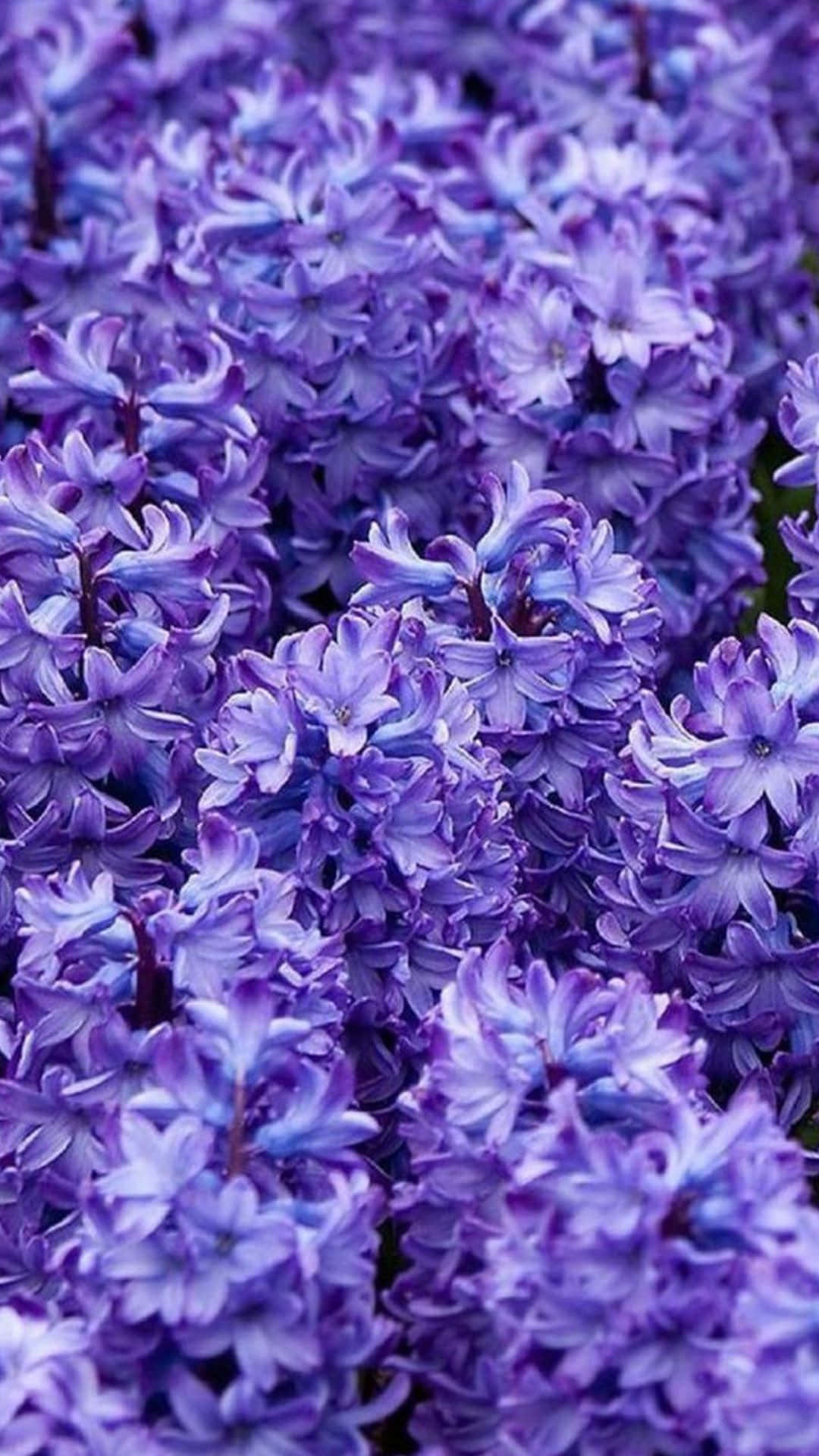花園中紫色花朵的特寫 壁紙