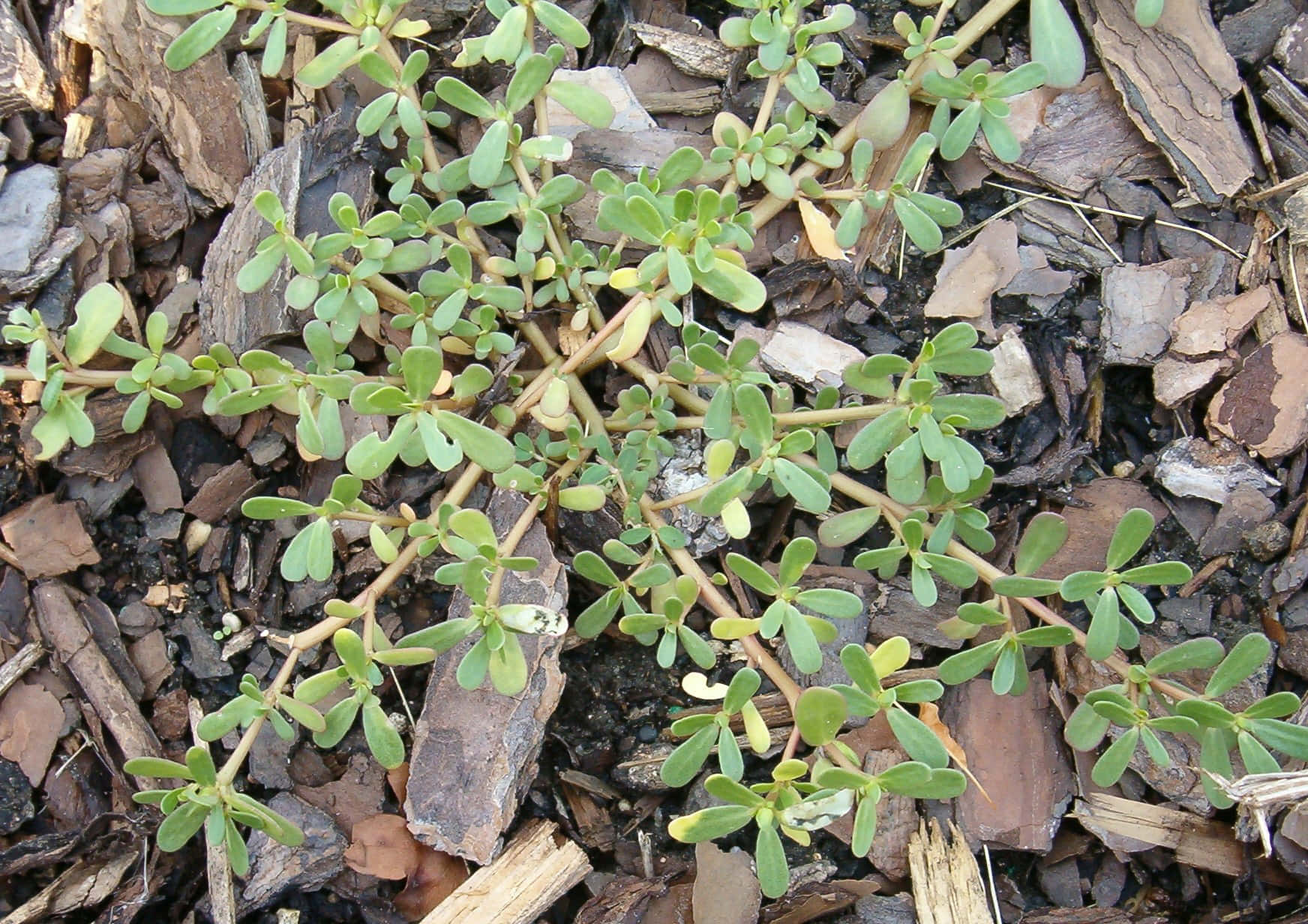  壁紙 — 花園花壇中棕色木屑覆蓋物之間生長的鮮綠色馬齒莧植物的特寫。