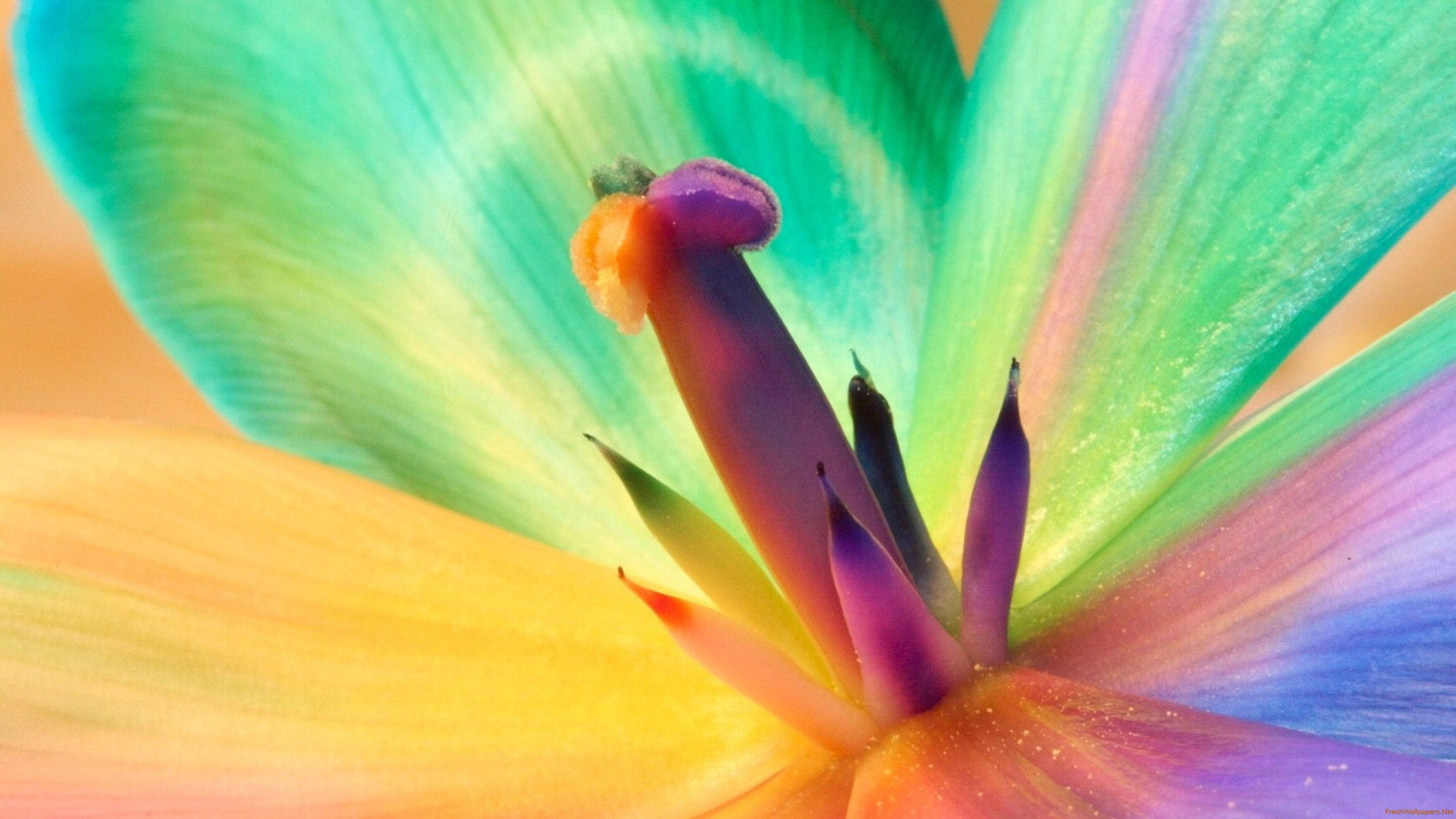 Macro 桌布 壁紙 — 花朵中心充滿活力的微距拍攝，虹彩綠色、黃色和紫色花瓣向外輻射。