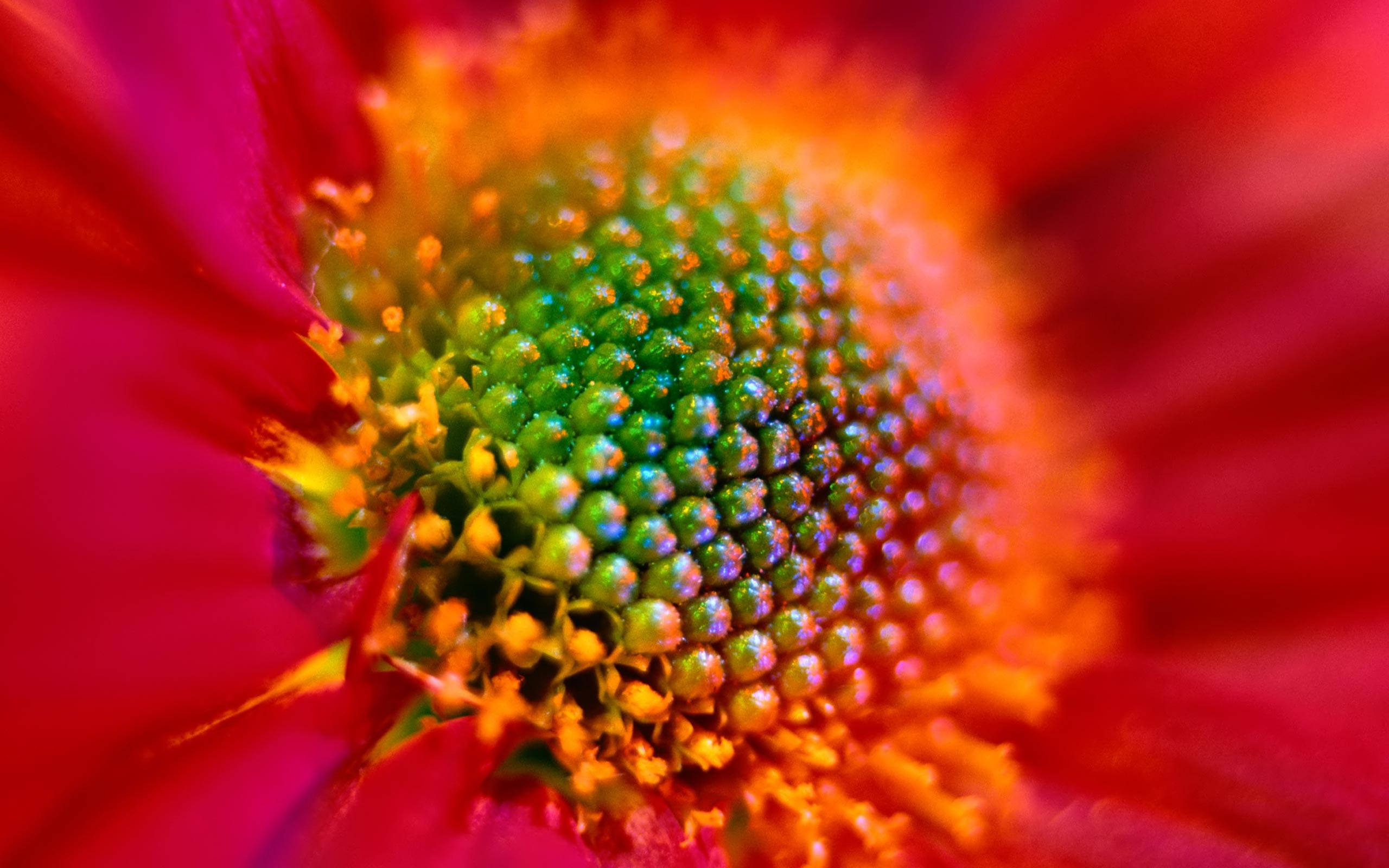 Flower HD 桌布 壁紙 — 花朵中心的鮮豔微距拍攝，有鮮綠色雄蕊和火紅色花瓣。