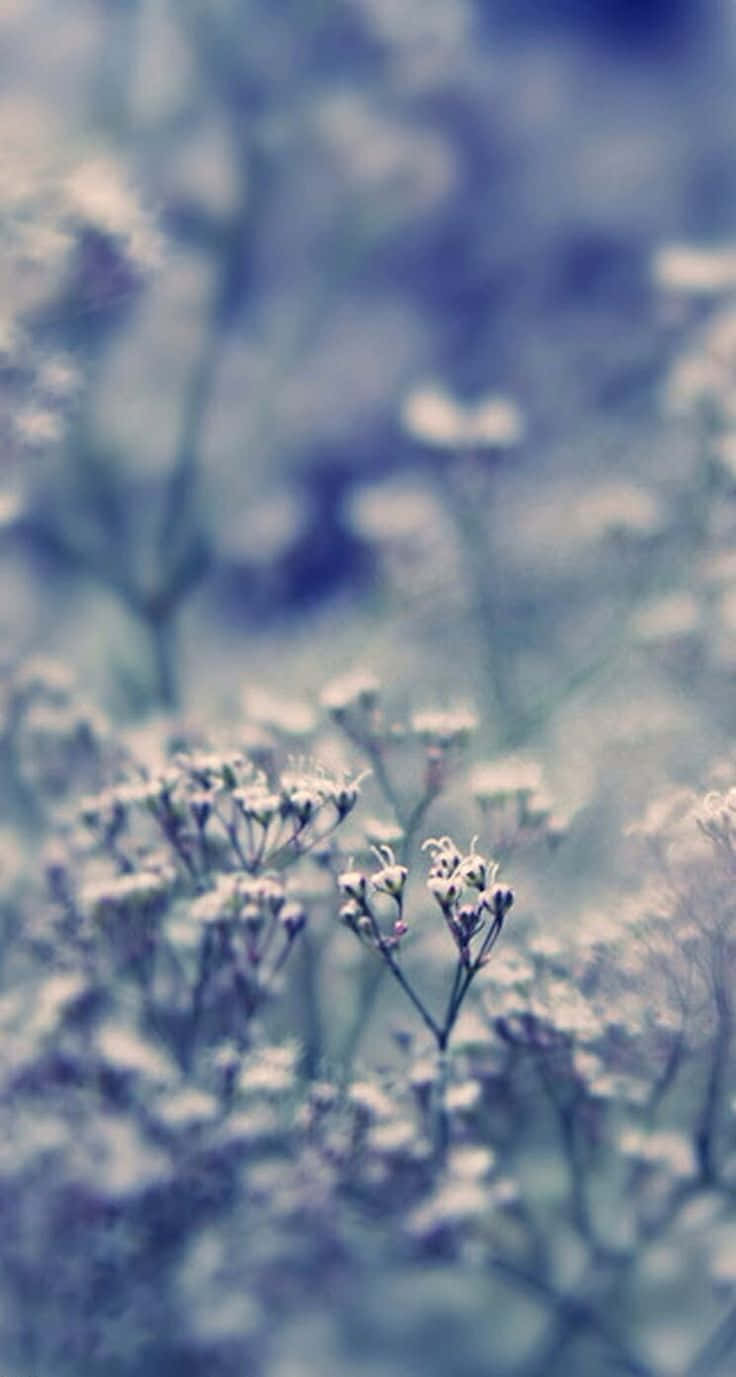 花朵特寫，背景模糊 壁紙