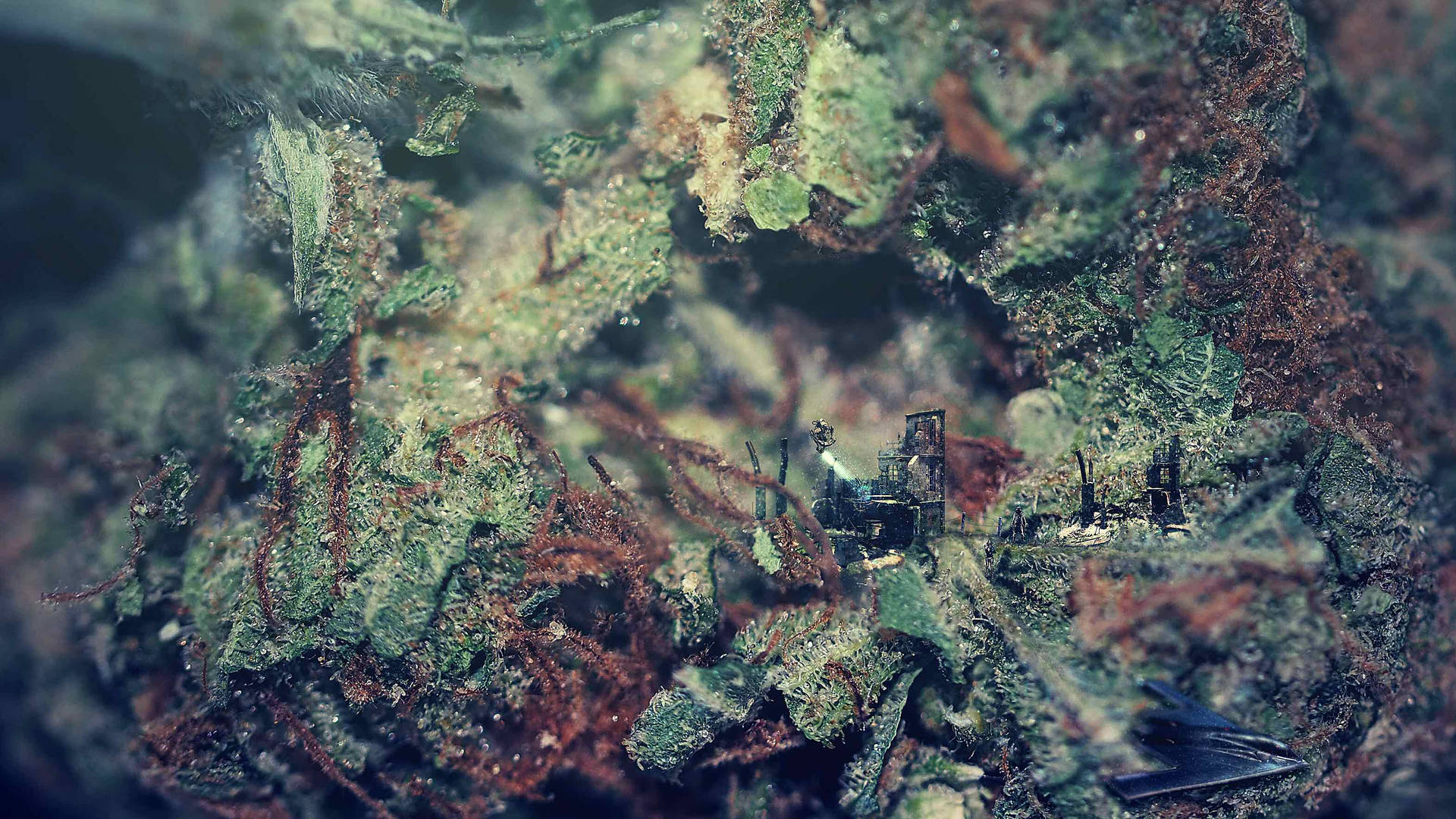 在自然環境中，隱藏在苔蘚綠色和棕色紋理中的微小結構。