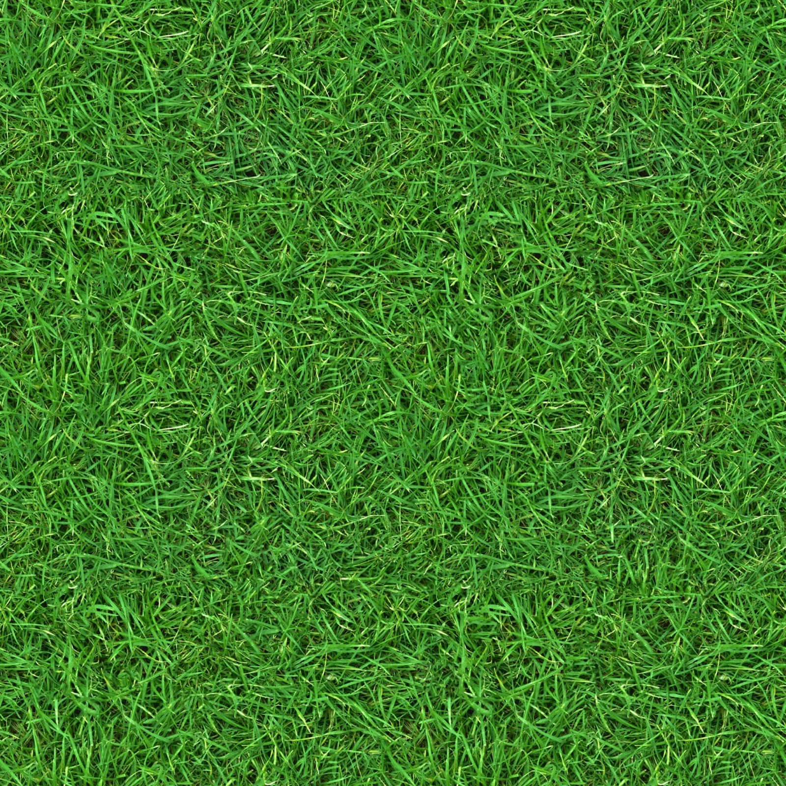 Grass Texture 桌布 壁紙 — 茂密、充滿活力的綠色草葉的特寫視圖，密集且紋理均勻。