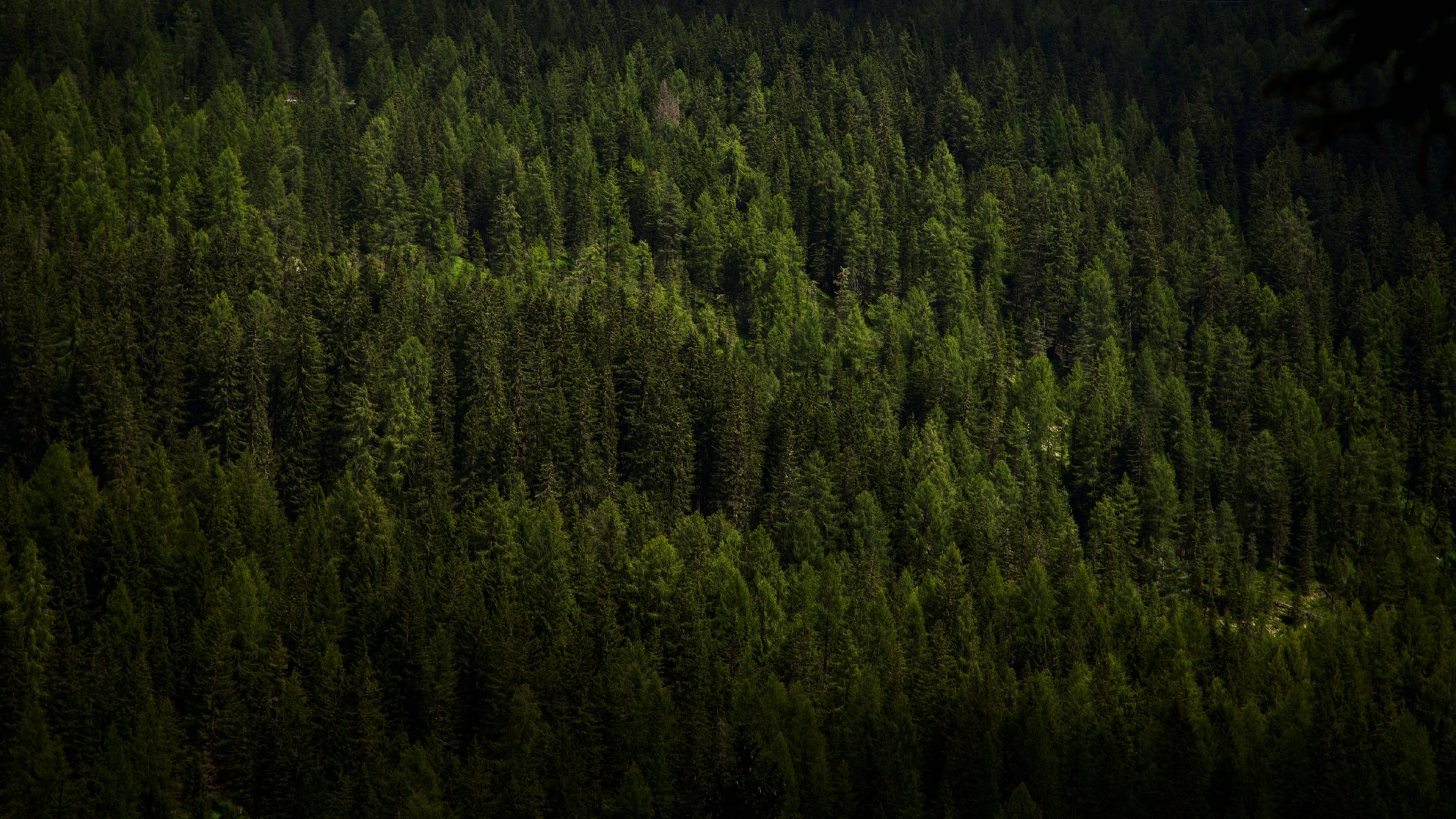 4K Forest 桌布 壁紙 — 茂密常綠森林的鳥瞰圖，深綠色的樹木延伸至陰影山谷。