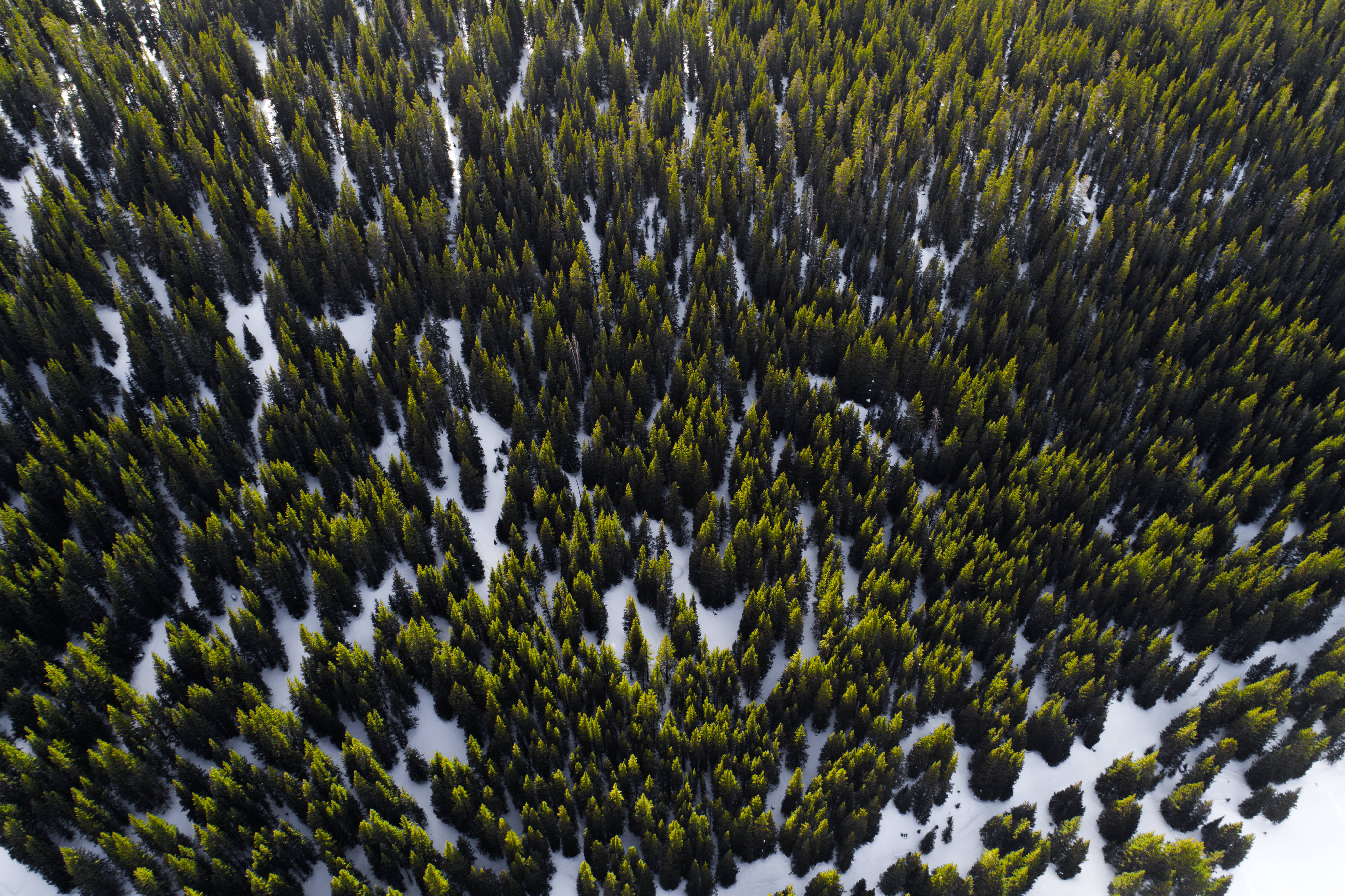 HD Forest 桌布 壁紙 — 茂密常綠森林的鳥瞰圖，白雪以複雜圖案覆蓋地面。