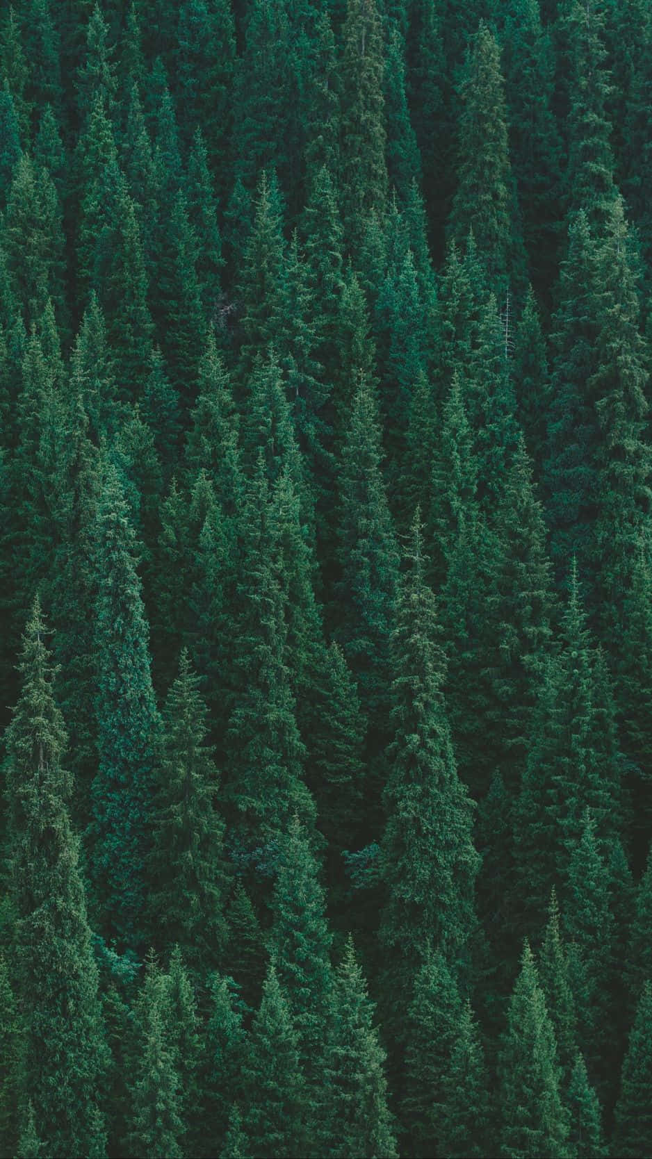 Trees iPhone 桌布 壁紙 — 茂密常綠森林的鳥瞰圖，高大的松樹形成豐富的綠色紋理樹冠。