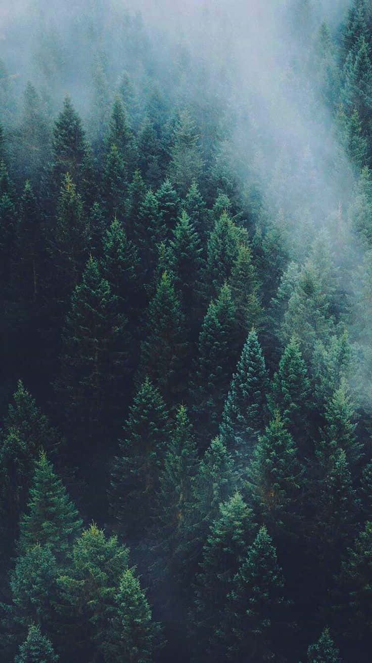 森林 桌布 壁紙 — 茂密常綠森林被霧氣籠罩的鳥瞰圖，呈現深綠色和灰色調。