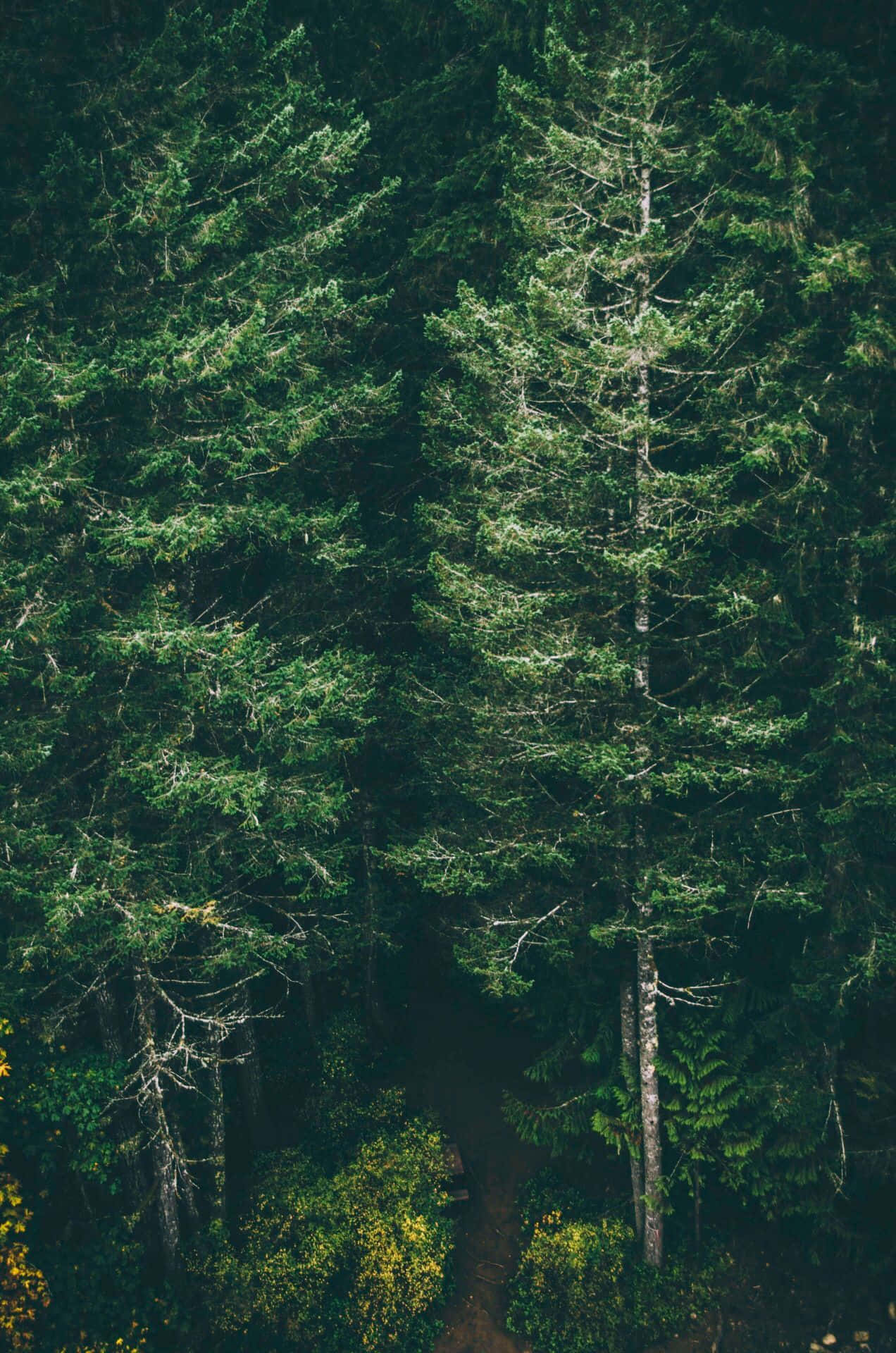 Trees iPhone 桌布 壁紙 — 茂密森林中高聳常綠樹的鳥瞰圖，一條狹窄的泥土小徑蜿蜒穿過茂密的綠色灌木叢。