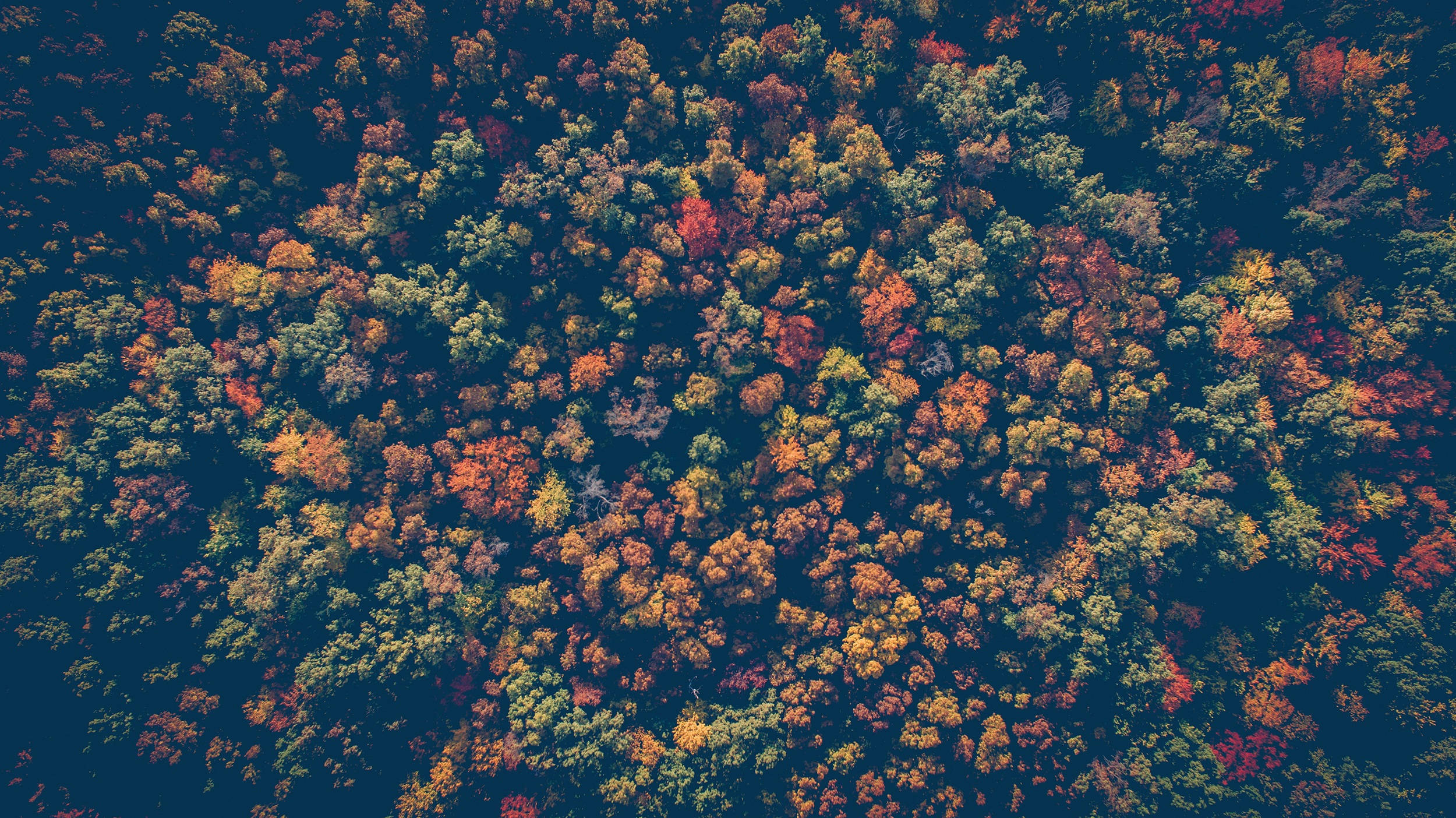 Fall Leaves 桌布 壁紙 — 茂密森林樹冠在深藍色陰影襯托下燃燒著秋色的空拍視圖。