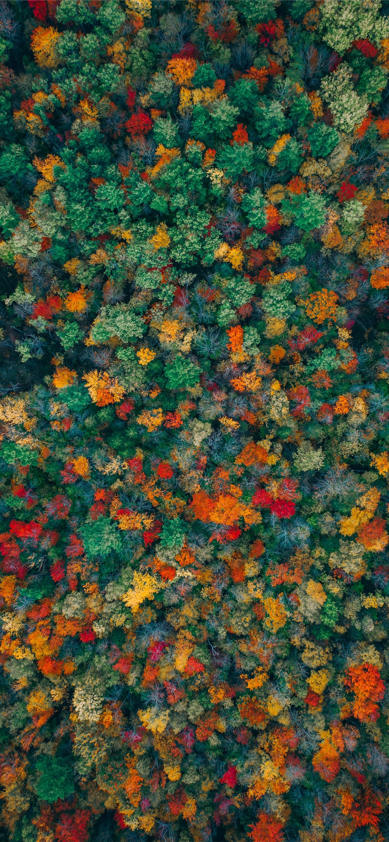 秋季 iPhone 桌布 壁紙 — 茂密森林樹冠的鳥瞰圖，充滿了秋天的色彩：紅色、橙色、黃色、綠色和金色。