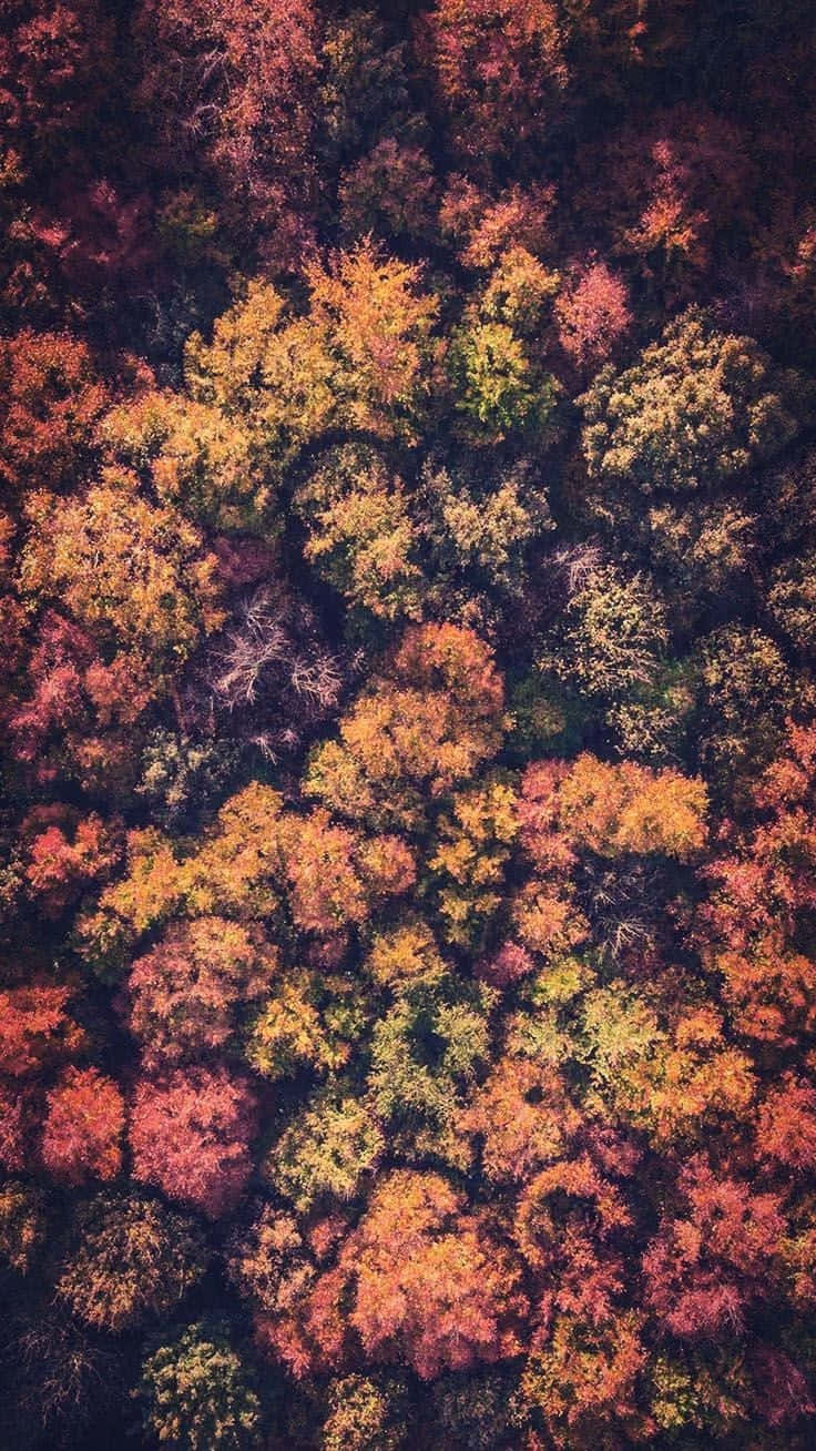 Perfect Fall 桌布 壁紙 — 茂密森林樹冠的鳥瞰圖，燃燒著橙色、紅色、金色和綠色的秋日色彩。