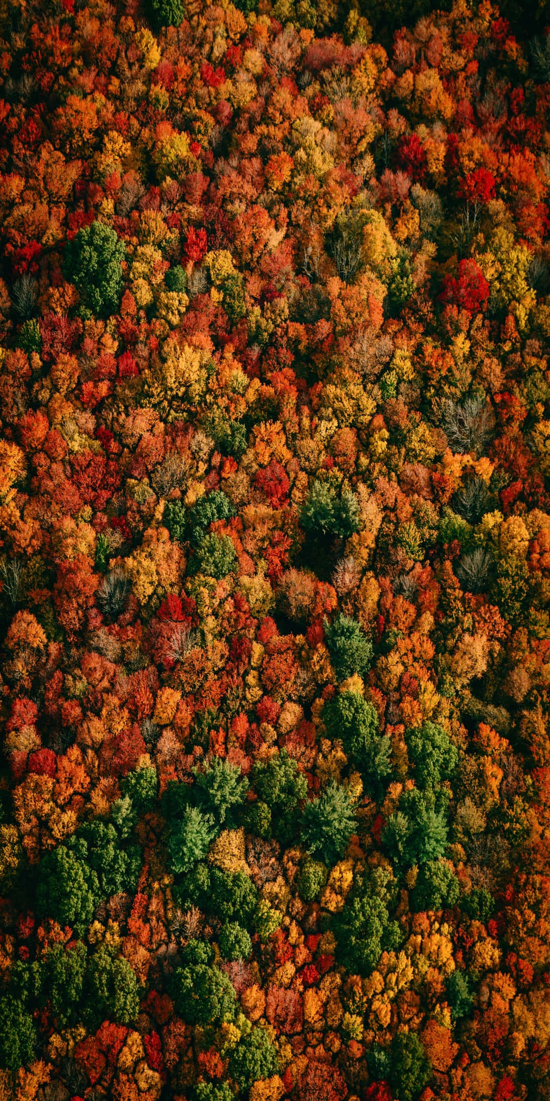 Pixel 3 Fall 桌布 壁紙 — 茂密森林樹冠的鳥瞰圖，燃燒著秋天的色彩：紅、橙、黃、綠。