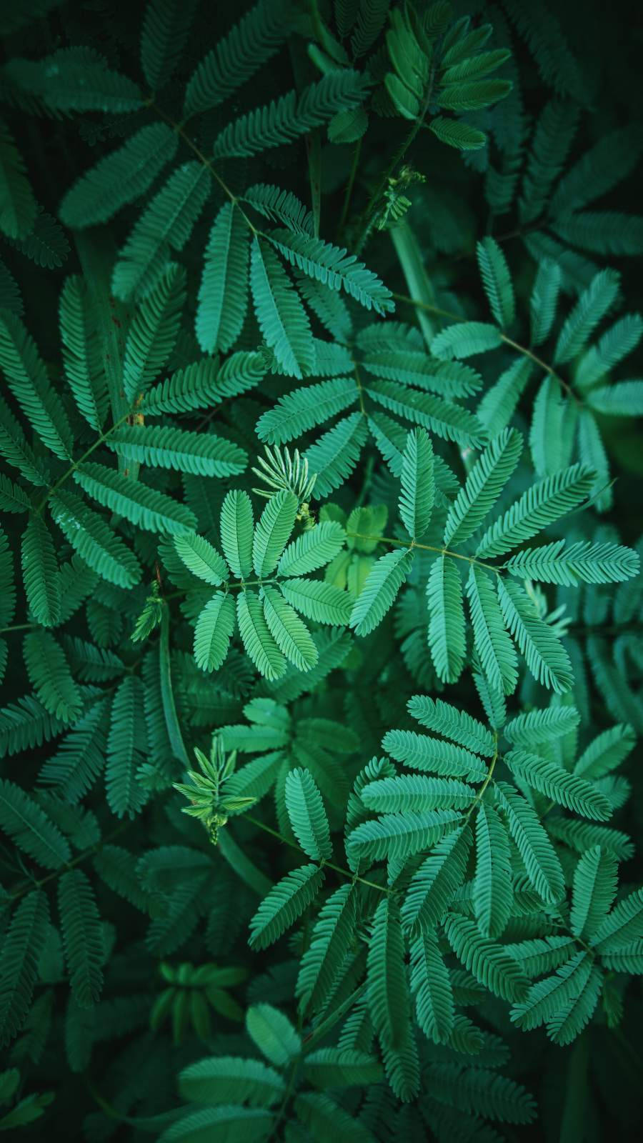 Leaves 桌布 壁紙 — 茂密森林環境中，翠綠蕨類葉片的特寫，帶有複雜的羽毛狀圖案和柔和陰影。