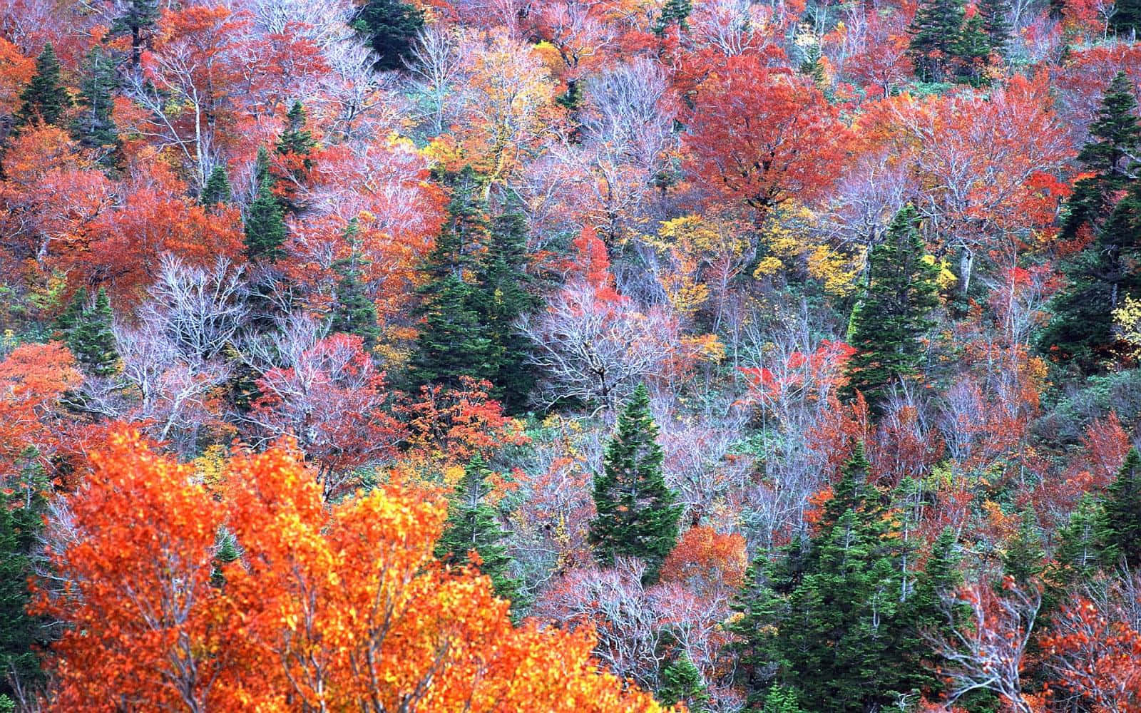 Colorful Trees 桌布 壁紙 — 茂密森林的鳥瞰圖，樹林間燃燒著火紅橙和金色黃的秋葉，點綴著常綠松樹。