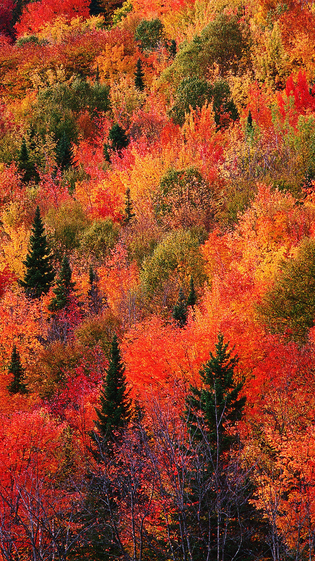 Fall iPhone 桌布 壁紙 — 茂密森林的鳥瞰圖，樹葉呈現火紅、橙黃和金黃色，並點綴著深綠色的常青樹。