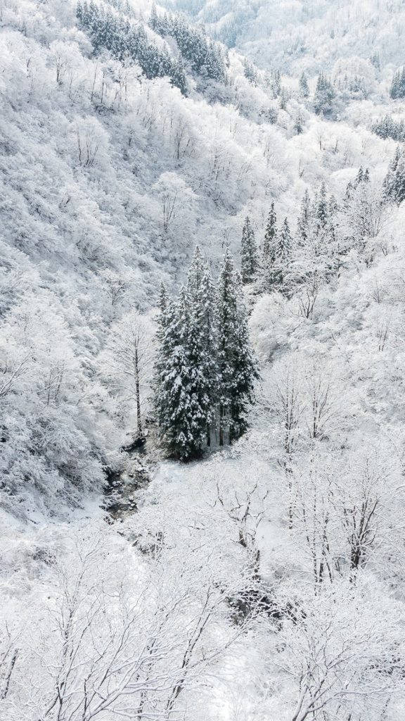 冬季 桌布 壁紙 — 茂密森林被厚雪覆蓋的鳥瞰圖，常綠樹在白色冬季景觀中脫穎而出。