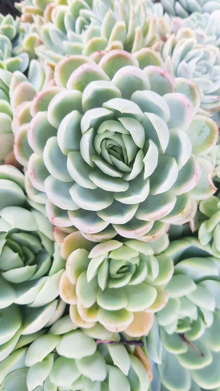 Plant 桌布 壁紙 — 茂密淡綠色多肉植物的特寫，帶有柔軟的粉紅色邊緣，形成複雜的蓮座狀。
