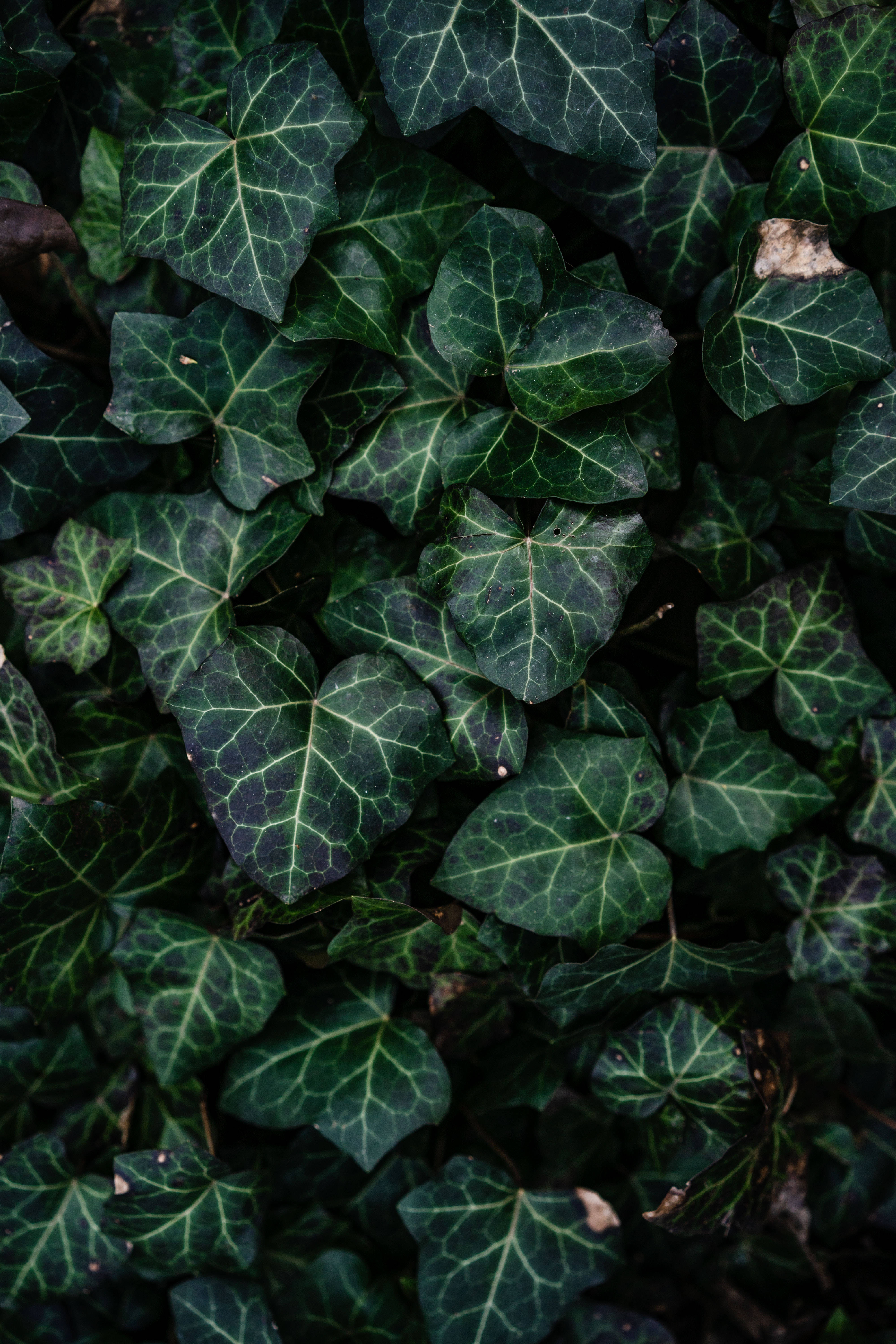 Plant Aesthetic 桌布 壁紙 — 茂密深綠色常春藤葉的特寫，帶有明亮的葉脈，形成密集的自然圖案。