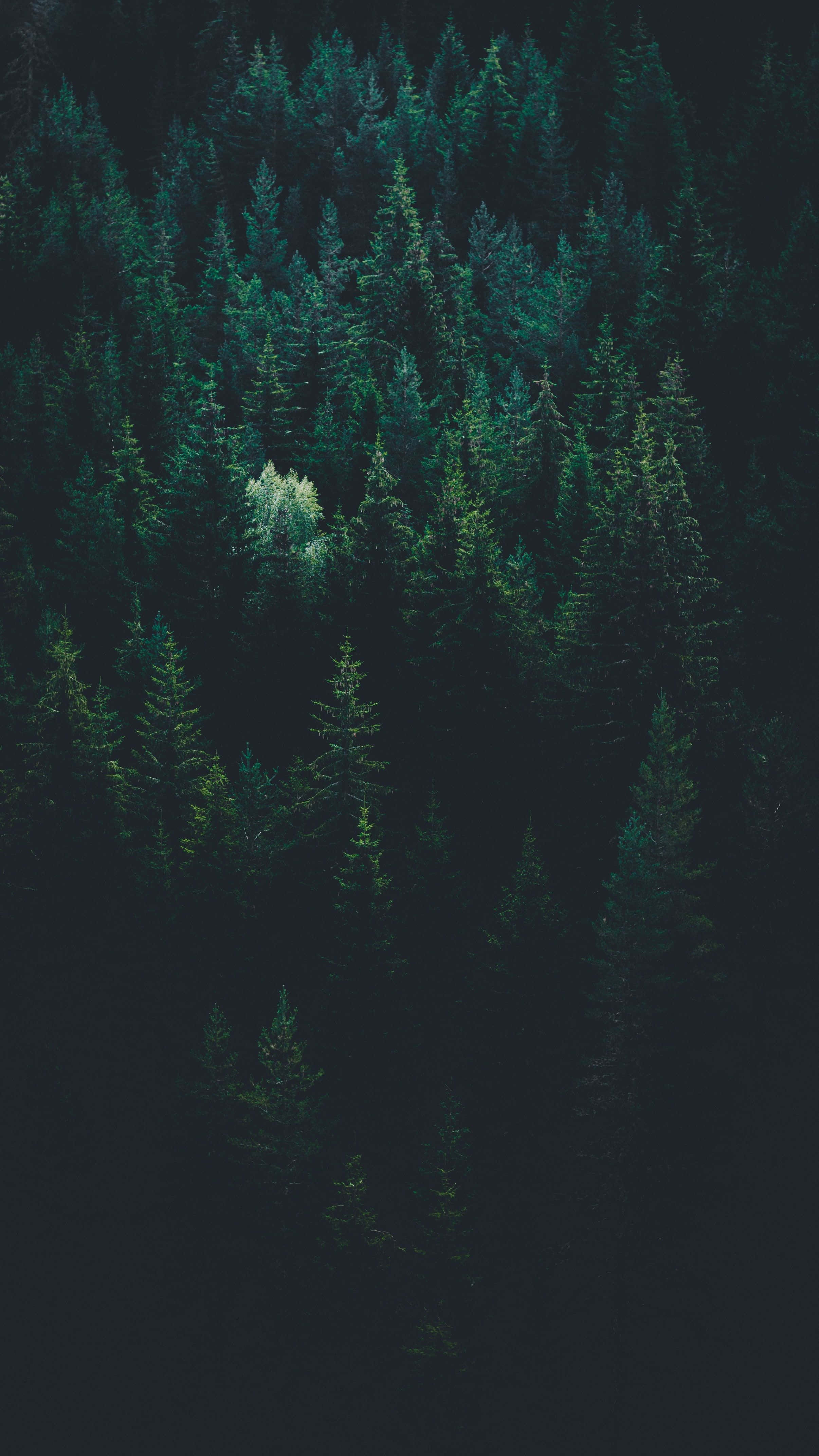 Pine Tree 桌布 壁紙 — 茂密深綠色松林的鳥瞰圖，其中一棵明亮的白色樹木在陰影中脫穎而出。