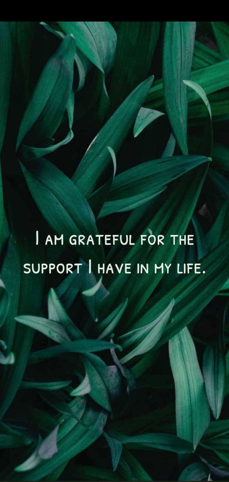 Positive Quotes 桌布 壁紙 — 茂密深綠色葉子的特寫，帶有表達感激之情的白色文字疊加。