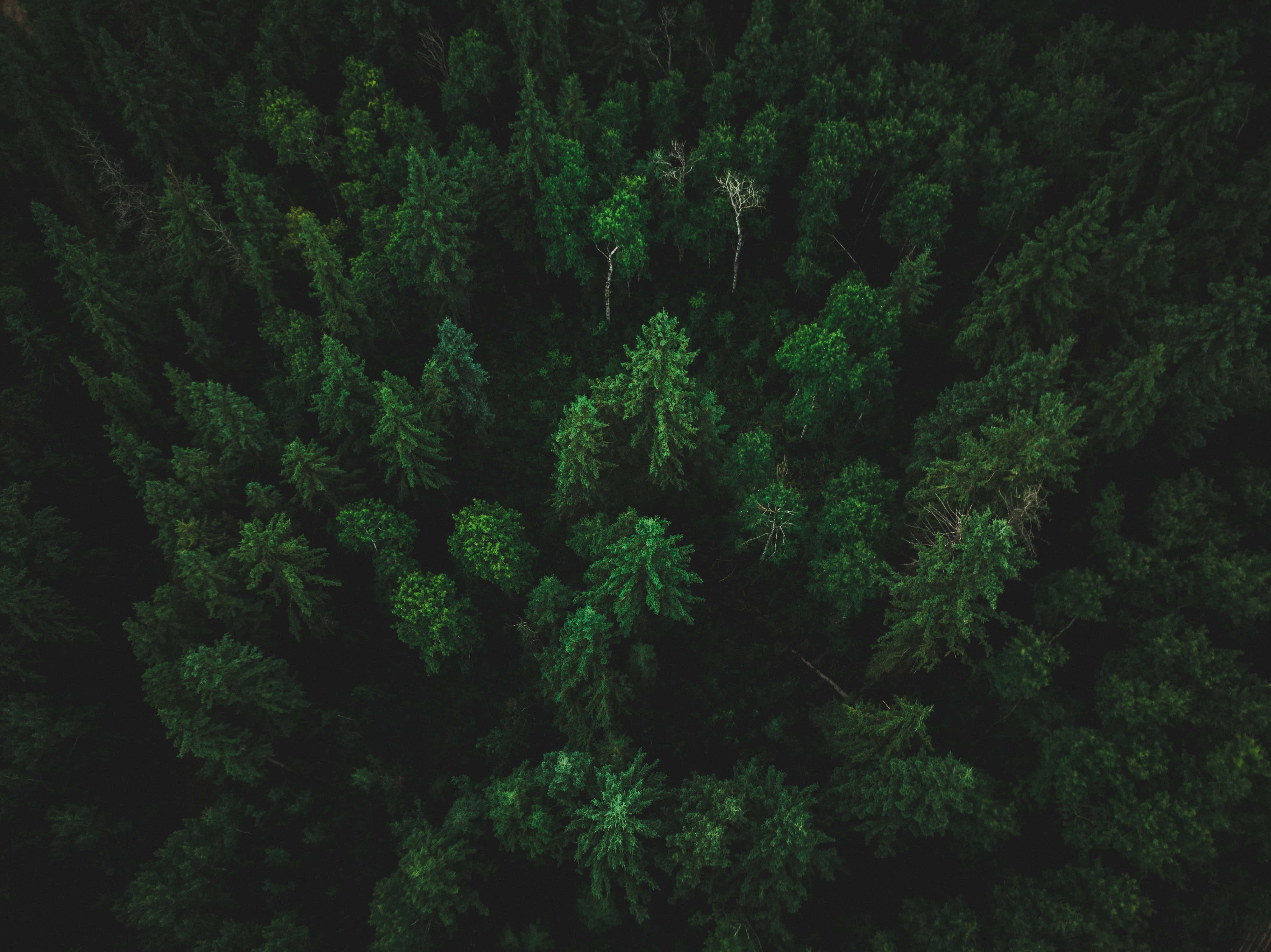 Green Forest 桌布 壁紙 — 茂密深綠色針葉林樹冠的鳥瞰圖，散落著光禿的樹木。