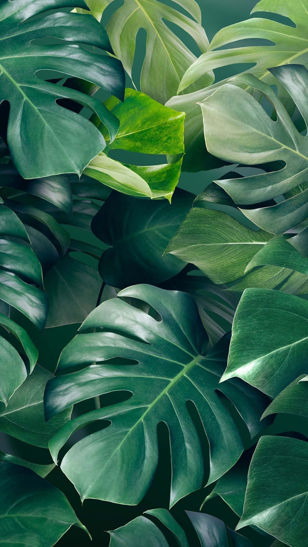 Plant Aesthetic 桌布 壁紙 — 茂密濃密的綠色龜背竹葉圖案，自然光突顯其光澤表面。