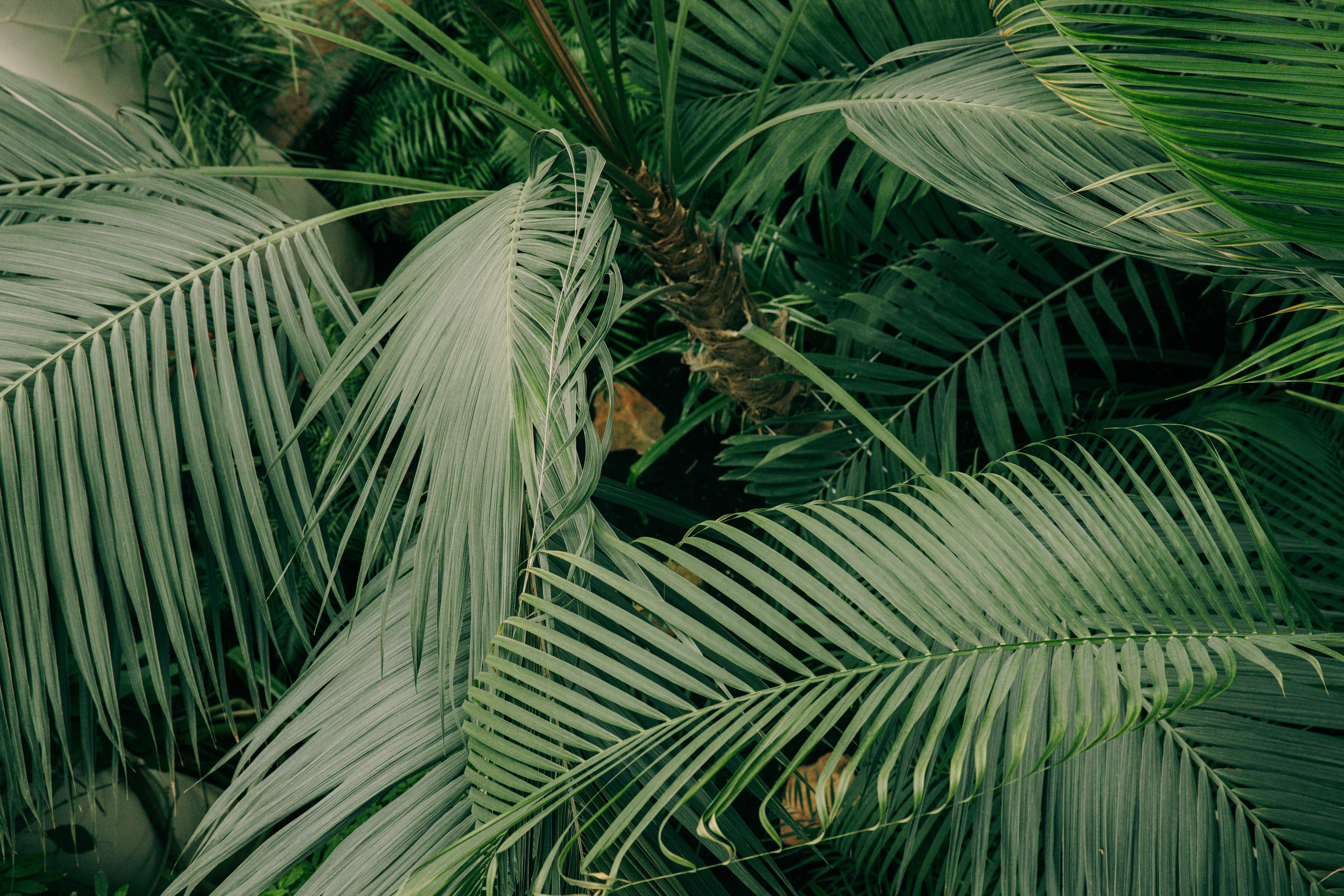Green Leaves 桌布 壁紙 — 茂密熱帶棕櫚葉的特寫，層層疊疊的綠色葉片形成濃密的天然樹冠。