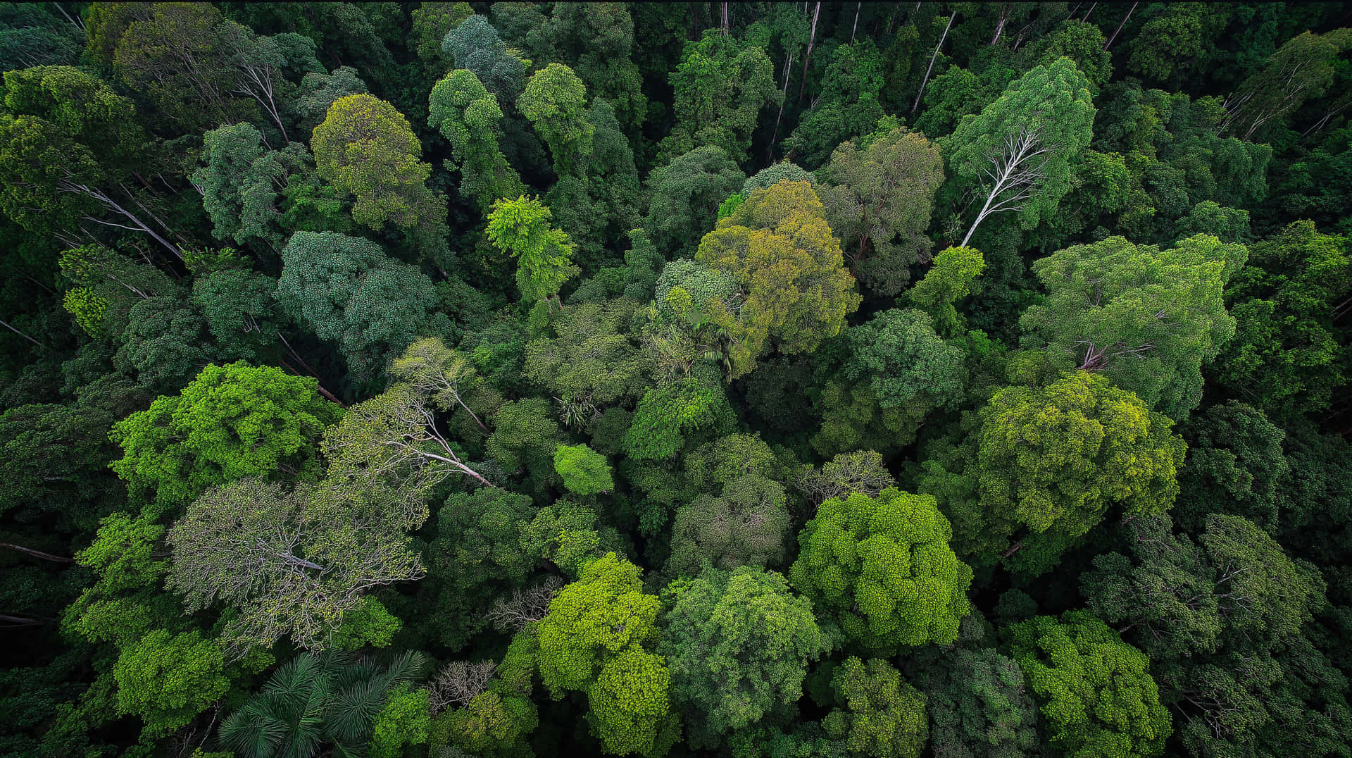 Aerial View of a Vibrant, Dense Tropical Jungle Canopy 壁紙 — 茂密熱帶森林樹冠的鳥瞰圖，呈現多種綠色色調和複雜的樹木圖案。