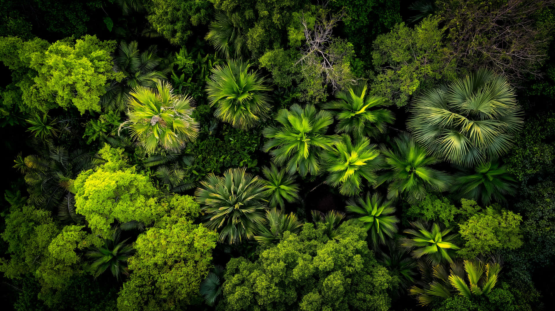 Dense Tropical Jungle Canopy from Above Aerial View 壁紙 — 茂密熱帶森林的鳥瞰圖，充滿鮮綠色棕櫚樹和各種葉片圖案。
