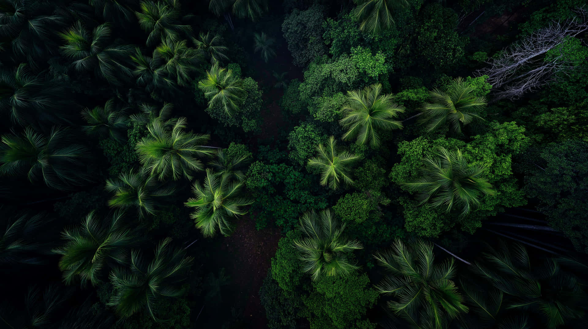 Lush Tropical Rainforest Canopy Aerial Perspective 壁紙 — 茂密熱帶森林的鳥瞰圖，有棕櫚樹和一條蜿蜒的泥土小徑穿過茂密的綠色樹冠。