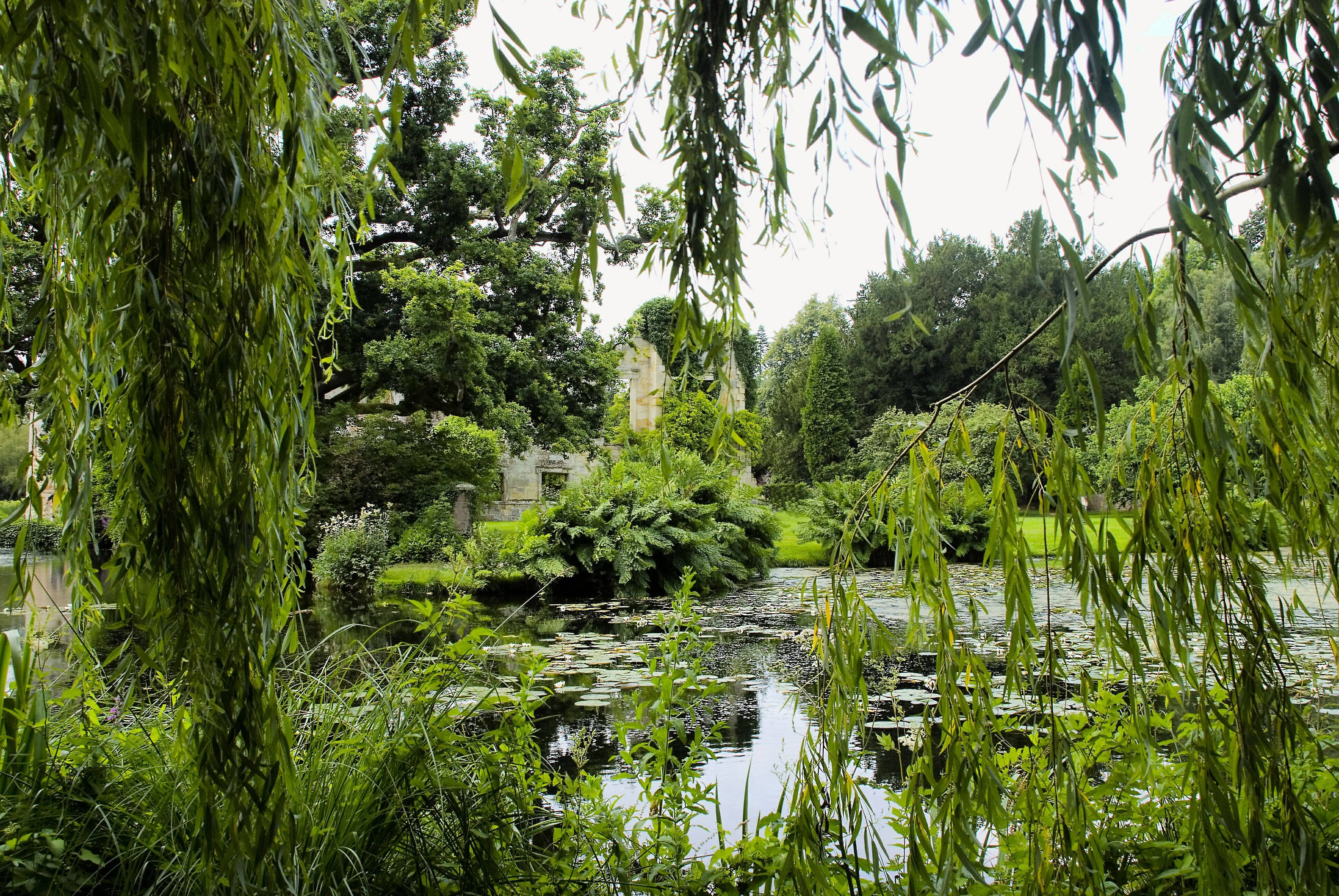公園 桌布 壁紙 — 茂密的垂柳枝條框住一個寧靜的池塘，池塘點綴著睡蓮，周圍環繞著茂密的綠色植物。