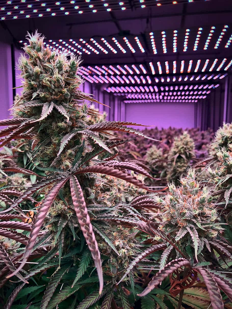 Plant 桌布 壁紙 — 茂密的大麻植物在充滿活力的紫色生長燈下發光的特寫，位於密集的室內農場。
