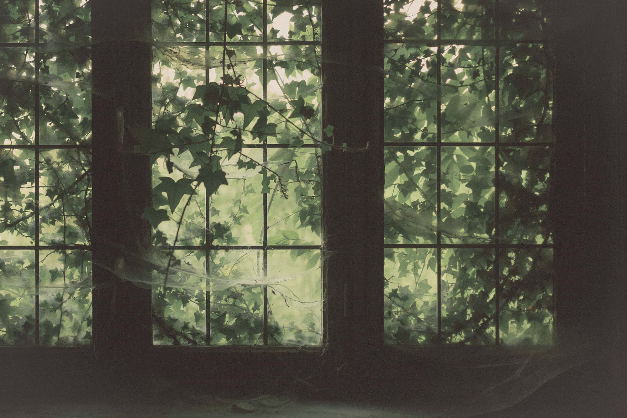 Old Windows 桌布 壁紙 — 茂密的常春藤和蜘蛛網依附在風化的窗玻璃上，將斑駁的綠光投射到陰暗的室內。