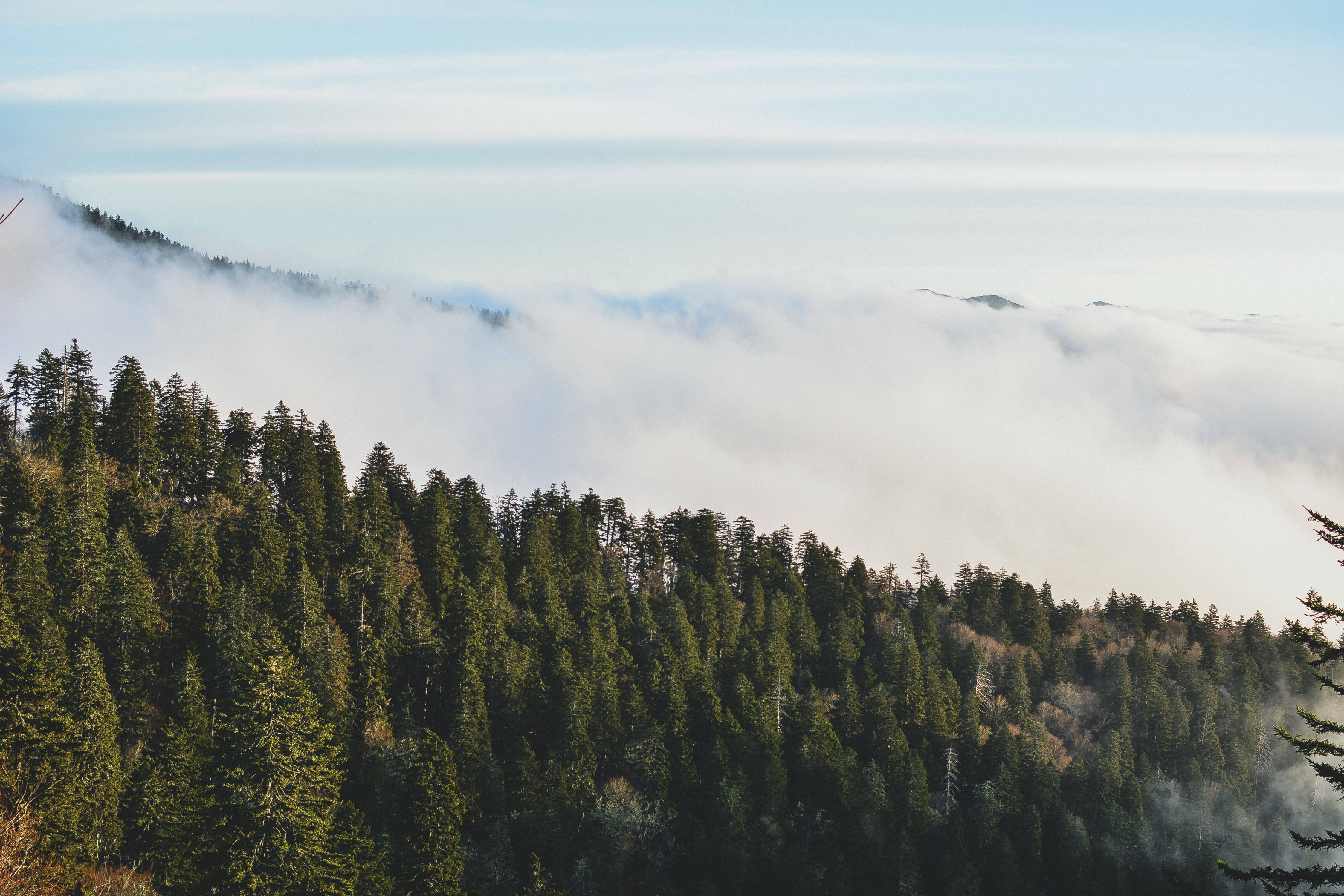 Smoky Mountains 桌布 壁紙 — 茂密的常綠樹林聳立在厚厚的霧毯之上，遠山在霧氣中隱約可見。