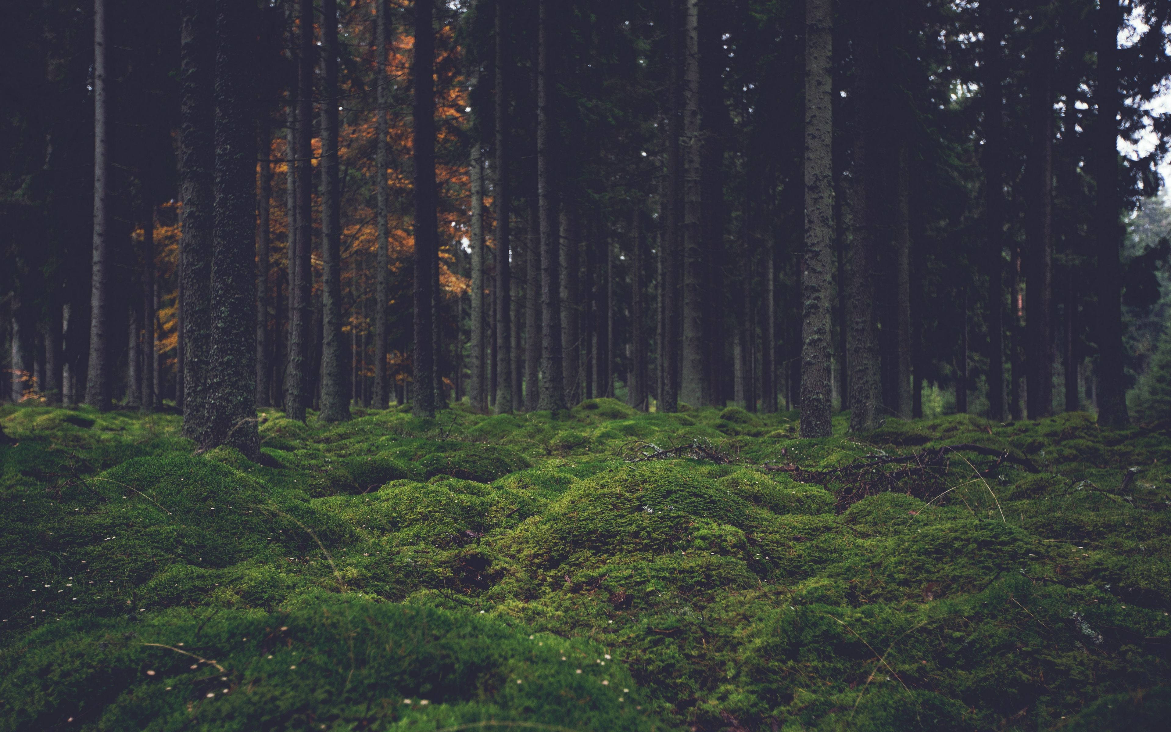 4K Forest 桌布 壁紙 — 茂密的森林地面覆蓋著充滿活力的綠色苔蘚，高大的深色樹木，溫暖的金色光線透過樹冠過濾。