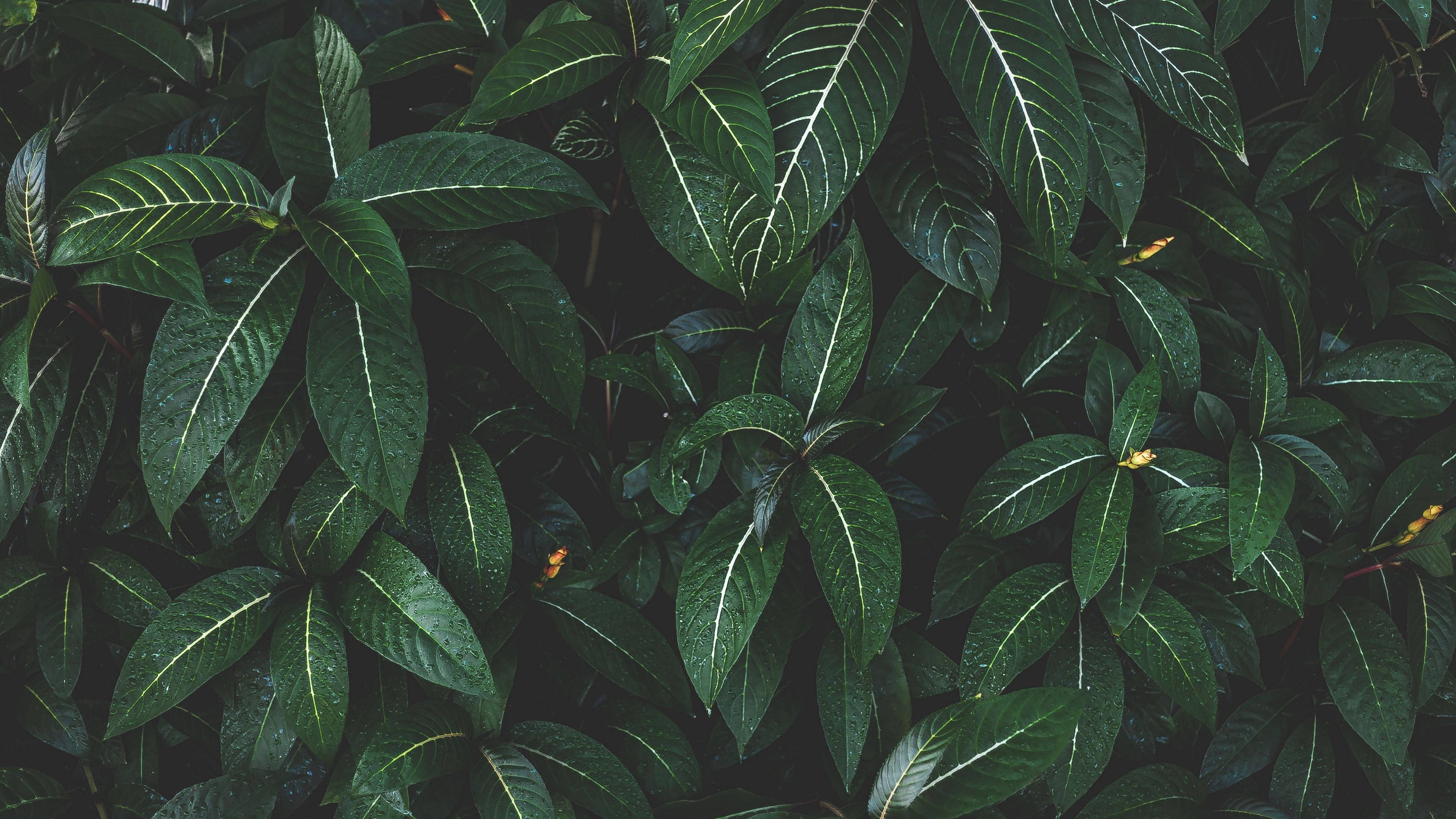 Plant Aesthetic 桌布 壁紙 — 茂密的深綠色葉片，帶有明亮的白色葉脈和細小的黃色花朵，在陰暗的森林光線中。