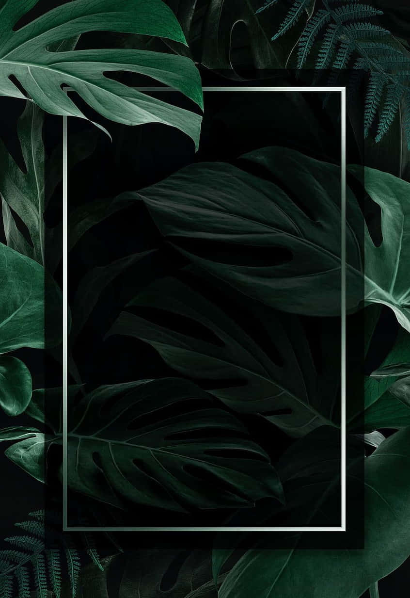 Aesthetic Leaf 桌布 壁紙 — 茂密的深綠色龜背竹和蕨類葉片，在黑色背景上框出一個發光的白色矩形。