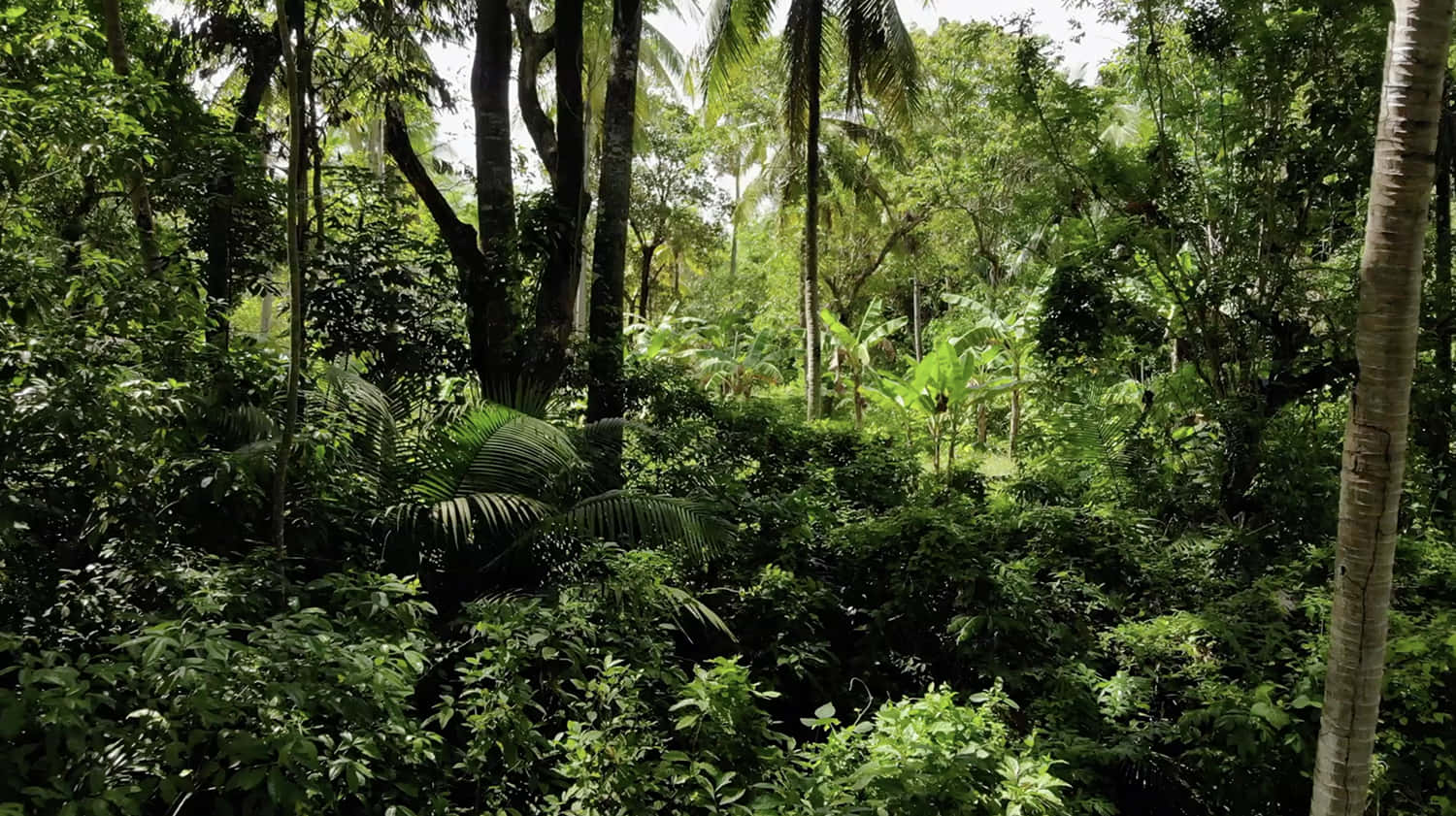 natural 桌布 壁紙 — 茂密的熱帶叢林，高聳的棕櫚樹和茂盛的綠色樹葉在明亮的日光下。